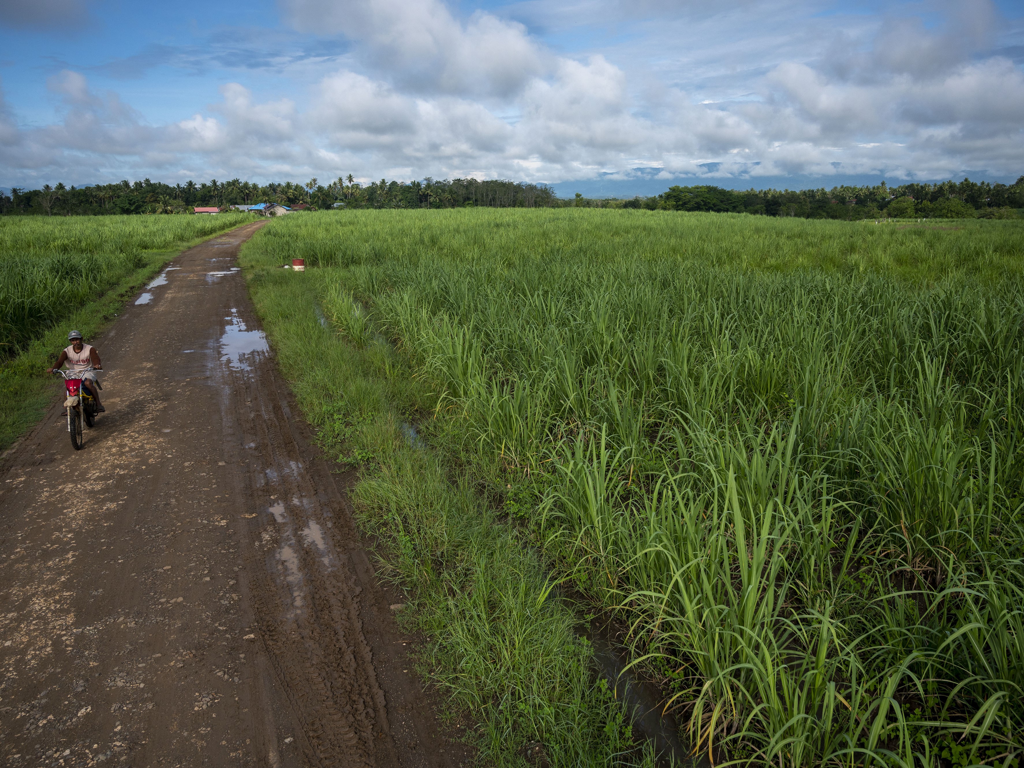 Warga melintas di areal perkebunan tebu milik PTPN IX di Desa Mattirobulu, Kecamatan Libureng, Bone, Sulawesi Selatan, Minggu (20/3/2022).