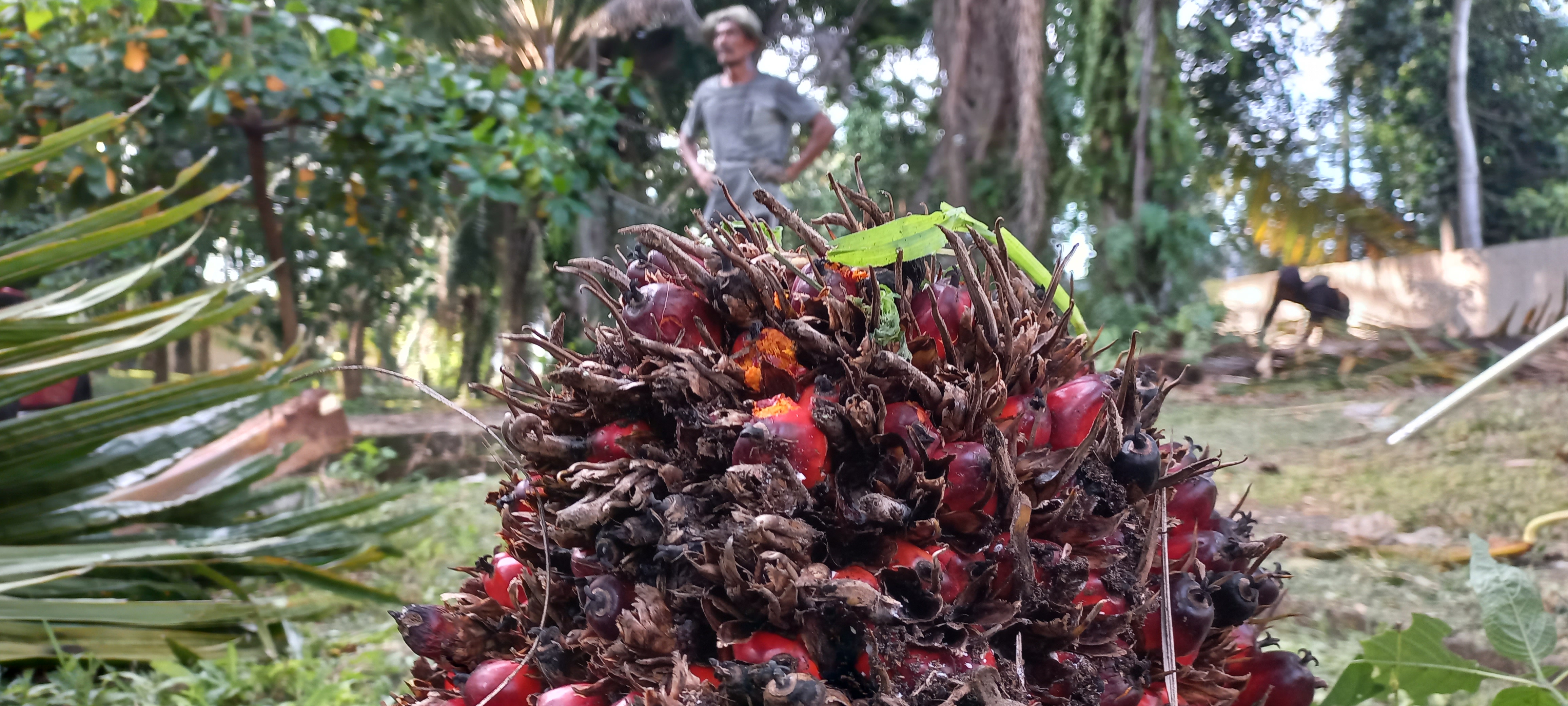 Petani sawit sedang memetik Tandandan Buah Segar (TBS) di kawasan Kabupaten Pidie, Provinsi Aceh