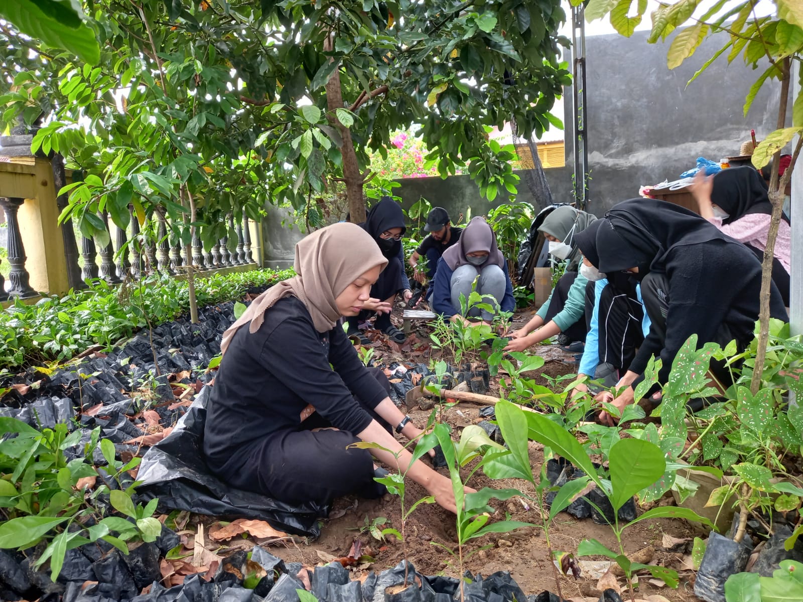 Mahasiswa Fakultas Pertanian Universitas Lambung Mangkurat (ULM), Banjarmasin, melakukan proses budi daya kopi lokal
