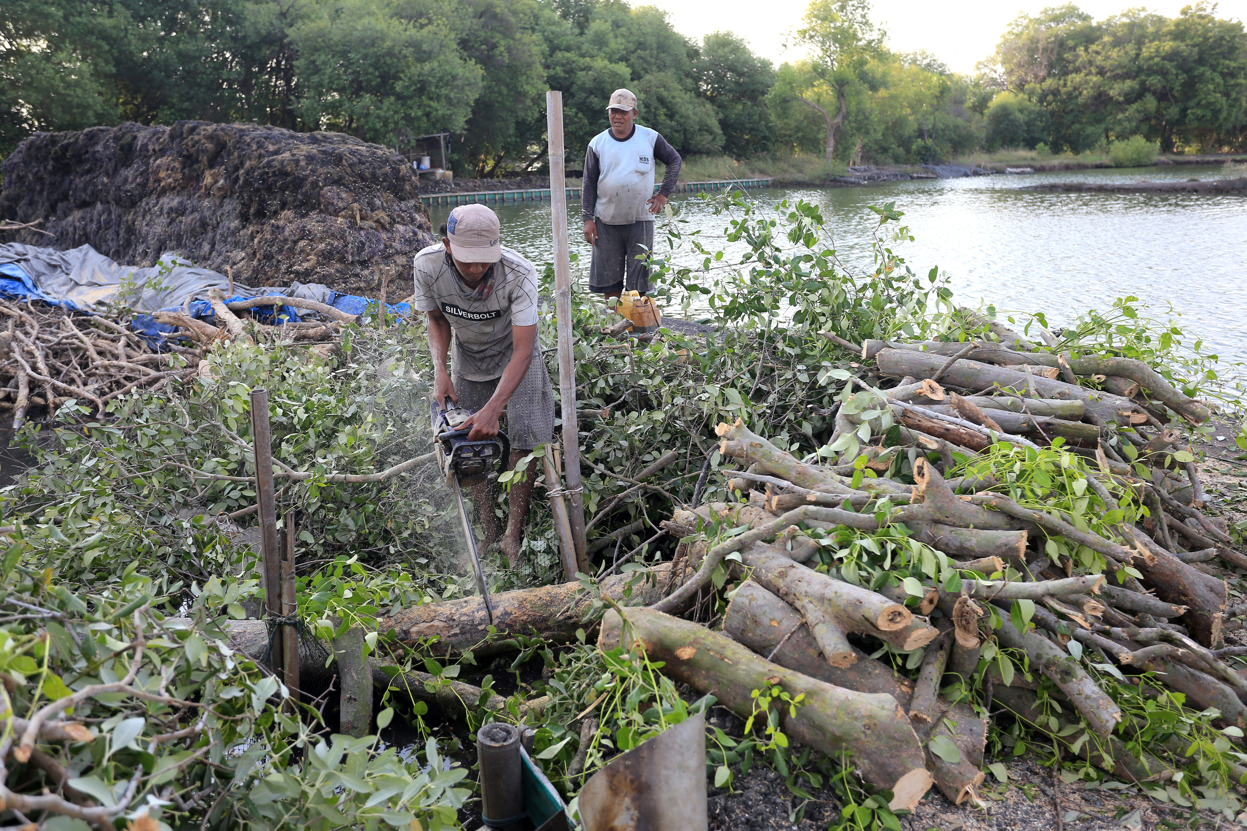 Warga menebang pohon Bakau jenis Api-api (Avicennia marina) untuk membuka lahan tambak ikan di kawasan pesisir Desa Pabean udik, Indramayu, 