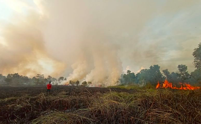 Ilustrasi kebakaran hutan dan lahan (karhutla).