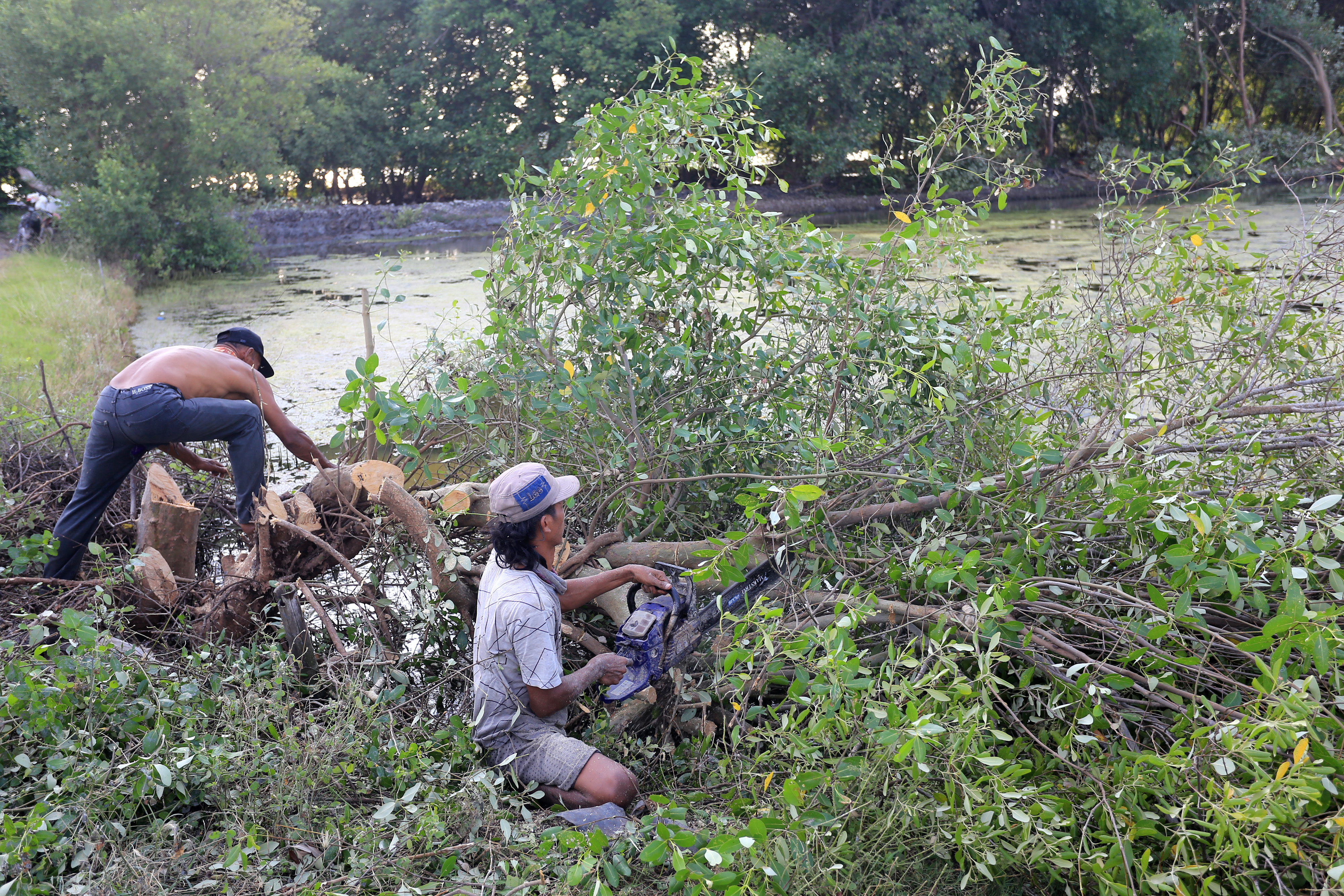 Warga menebang pohon Bakau jenis Api-api (Avicennia marina) untuk membuka lahan tambak ikan di Desa Pabean udik, Indramayu, Jabar.
