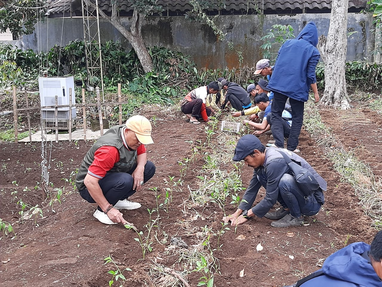  Jajaran UPTD Pemeliharaan Jalan Wilayah II Warungkondang Cianjur, Jabar, menaman cabai di lahan seluas 1.500 meter persegi, Jumat (14/10)  