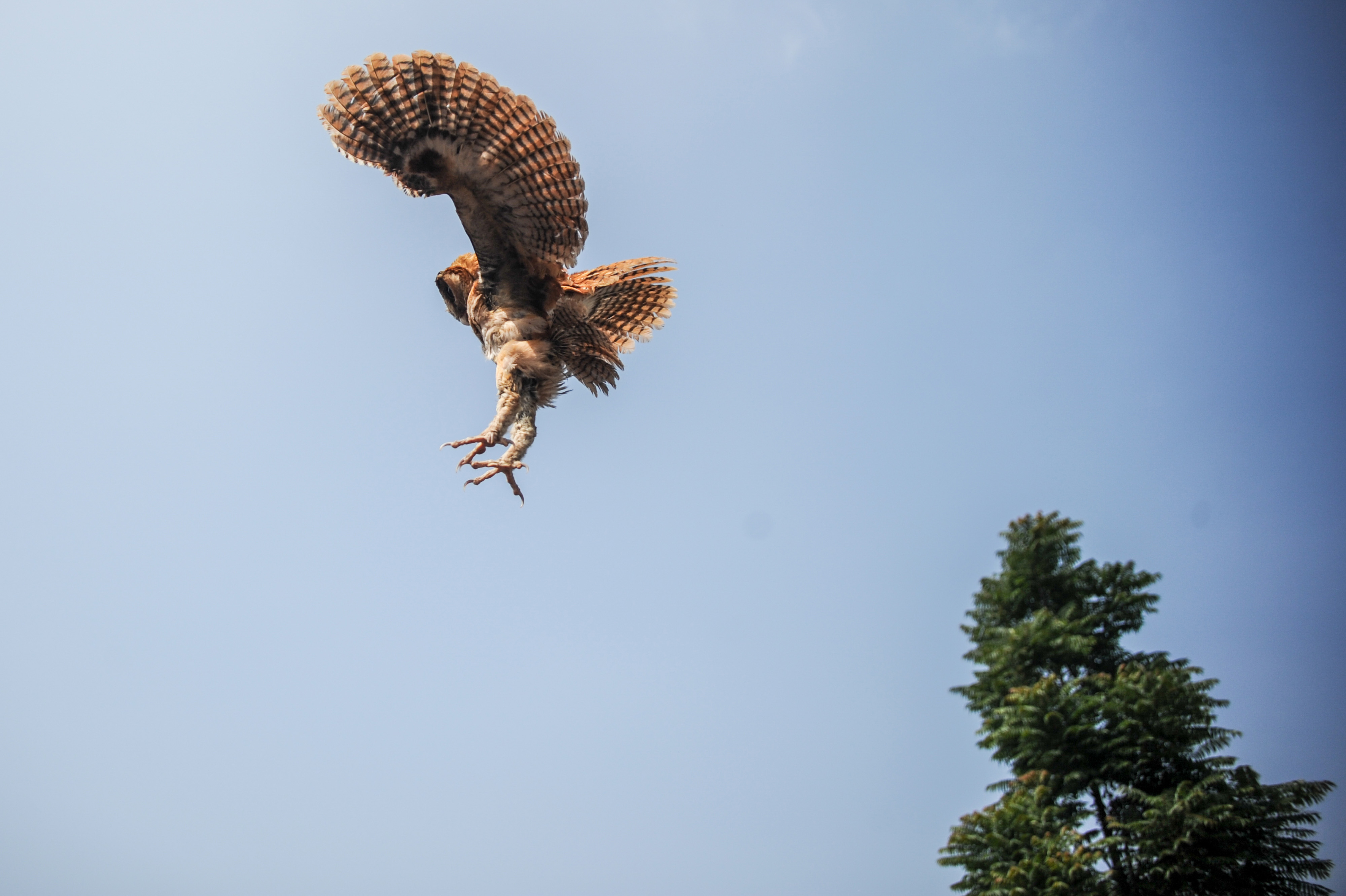 Seekor burung hantu (Stirigiformes) dilepasliarkan di Ponpes Baitul Hidayah, Desa Mandalamekar, Kabupaten Bandung, Jawa Barat, S