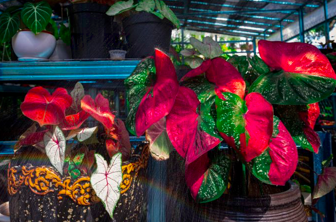 Tanaman keladi berdaun lebar (tanaman kuping gajah atau caladium), milik seorang kolektor di Malaysia.