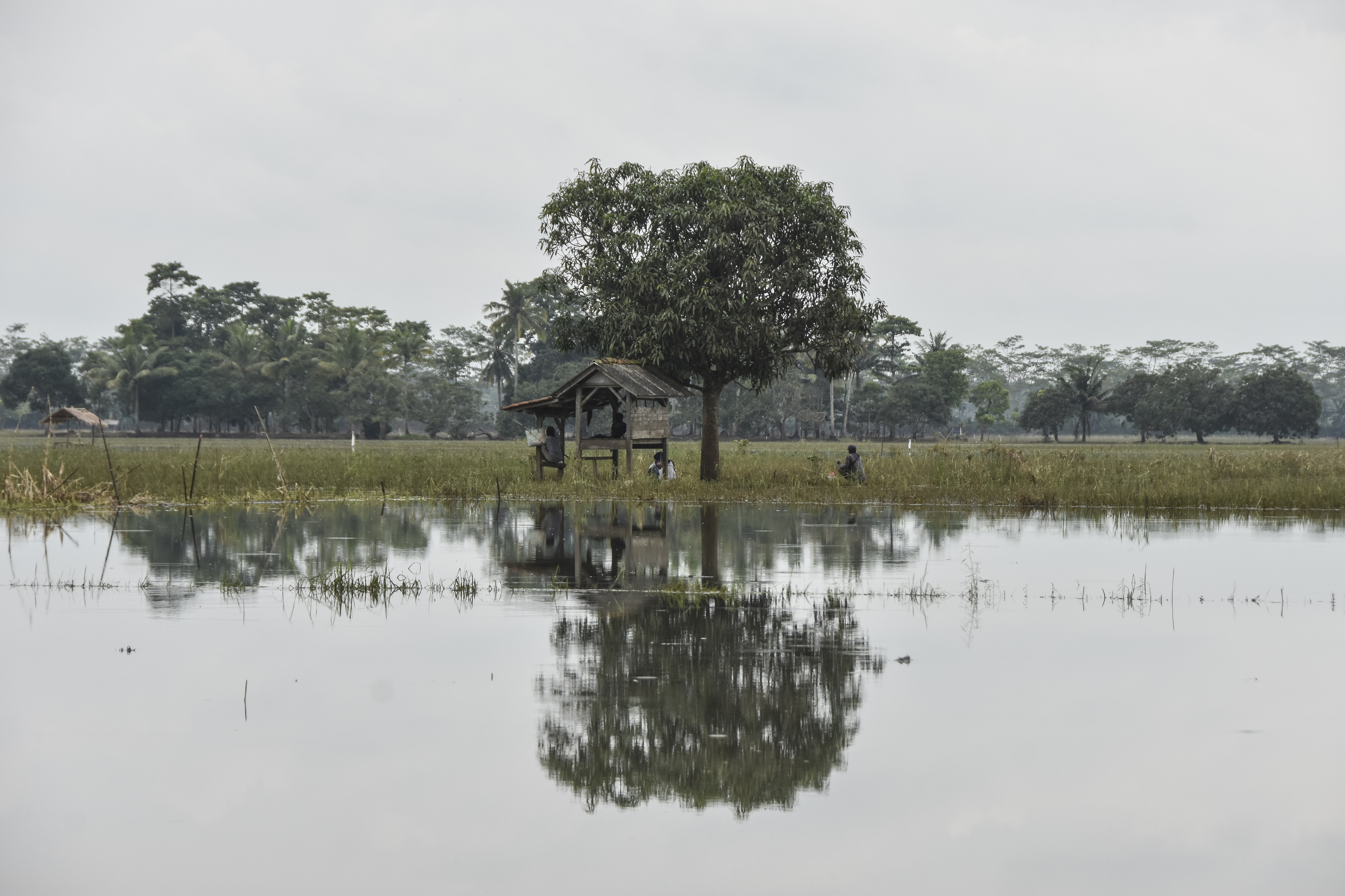 Luapan air Sungai Citanduy, Pangandaran, Jawa Barat, juga merendam lahan persawahan akibat curah hujan yang tinggi beberapa hari terakhir.