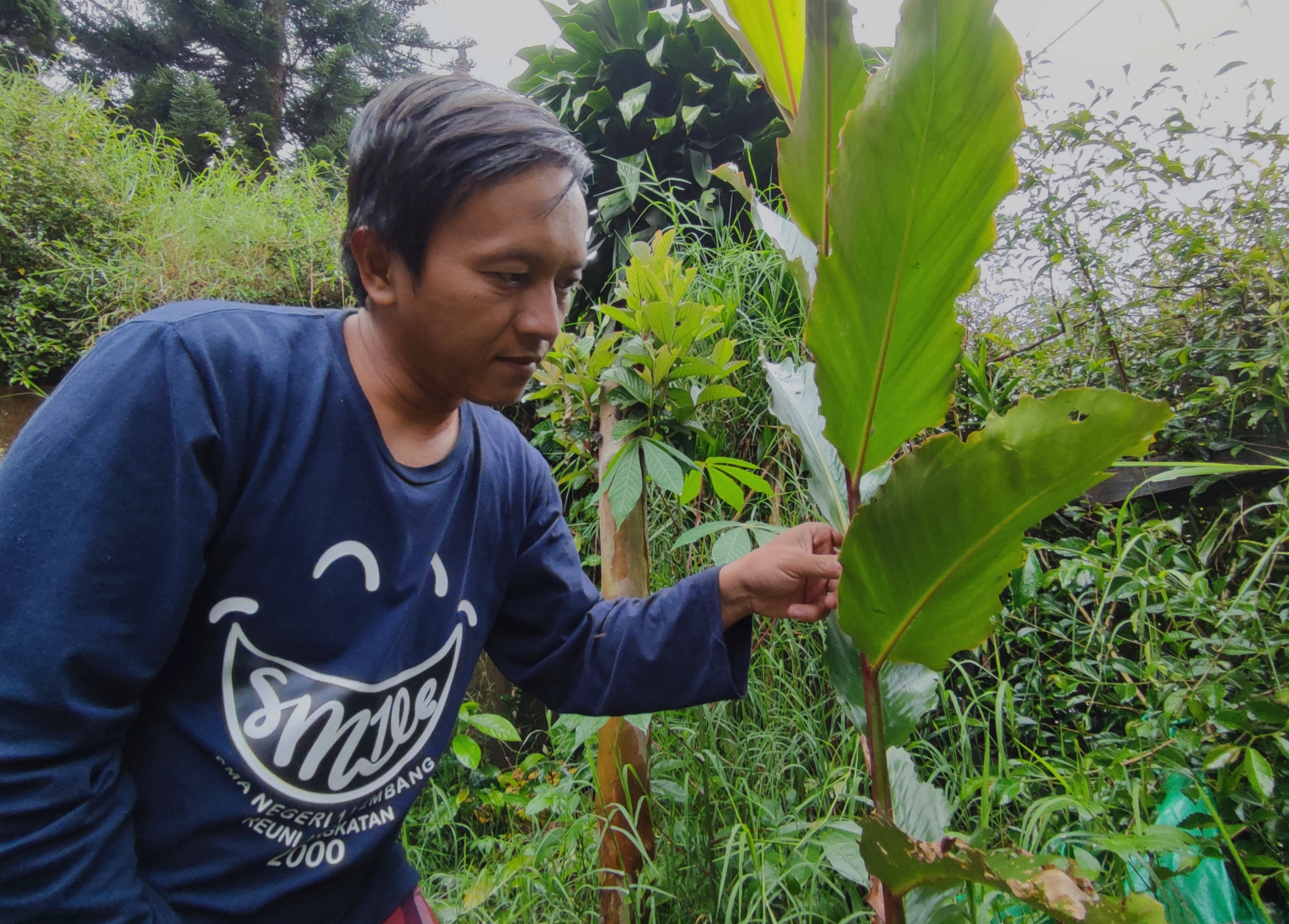 Pohon kecombrang diyakini bisa menurunkan panas pada anak. 