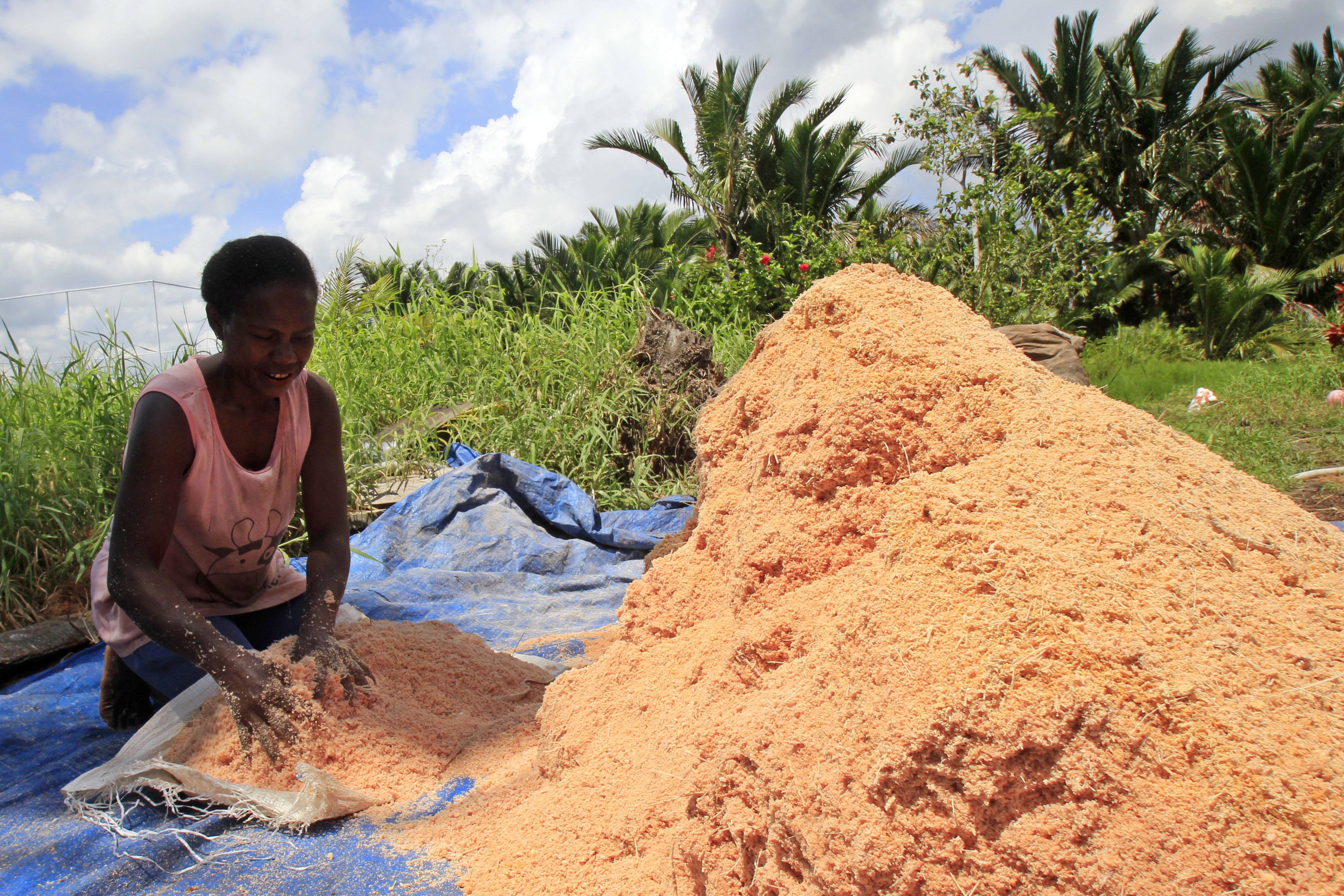 Warga mengolah sagu menjadi di kawasan hutan sagu yang berdampingan dengan Kampung Yoboi di tepi Danau Sentani, Jayapura.