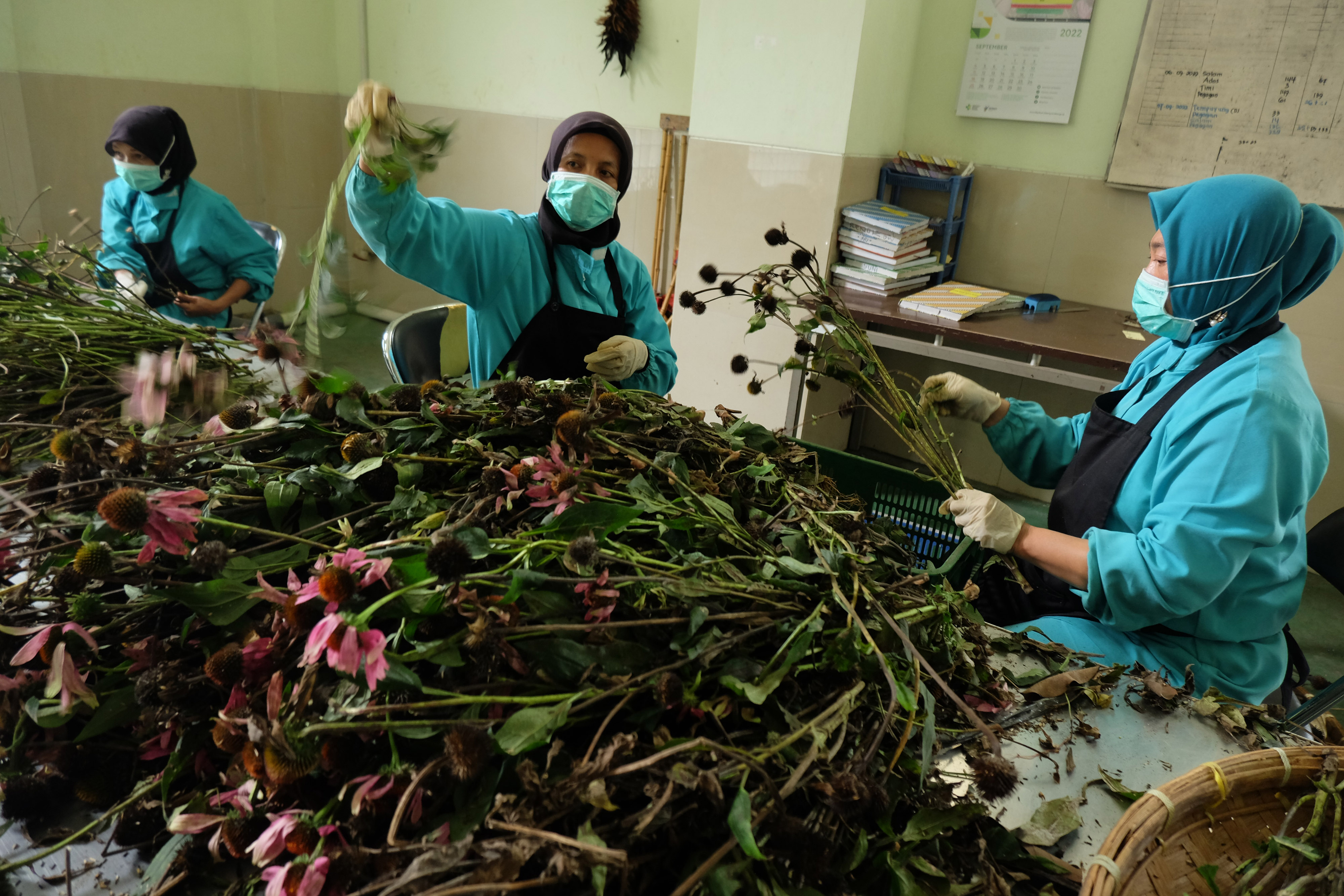 Ilustrasi obat tradisional