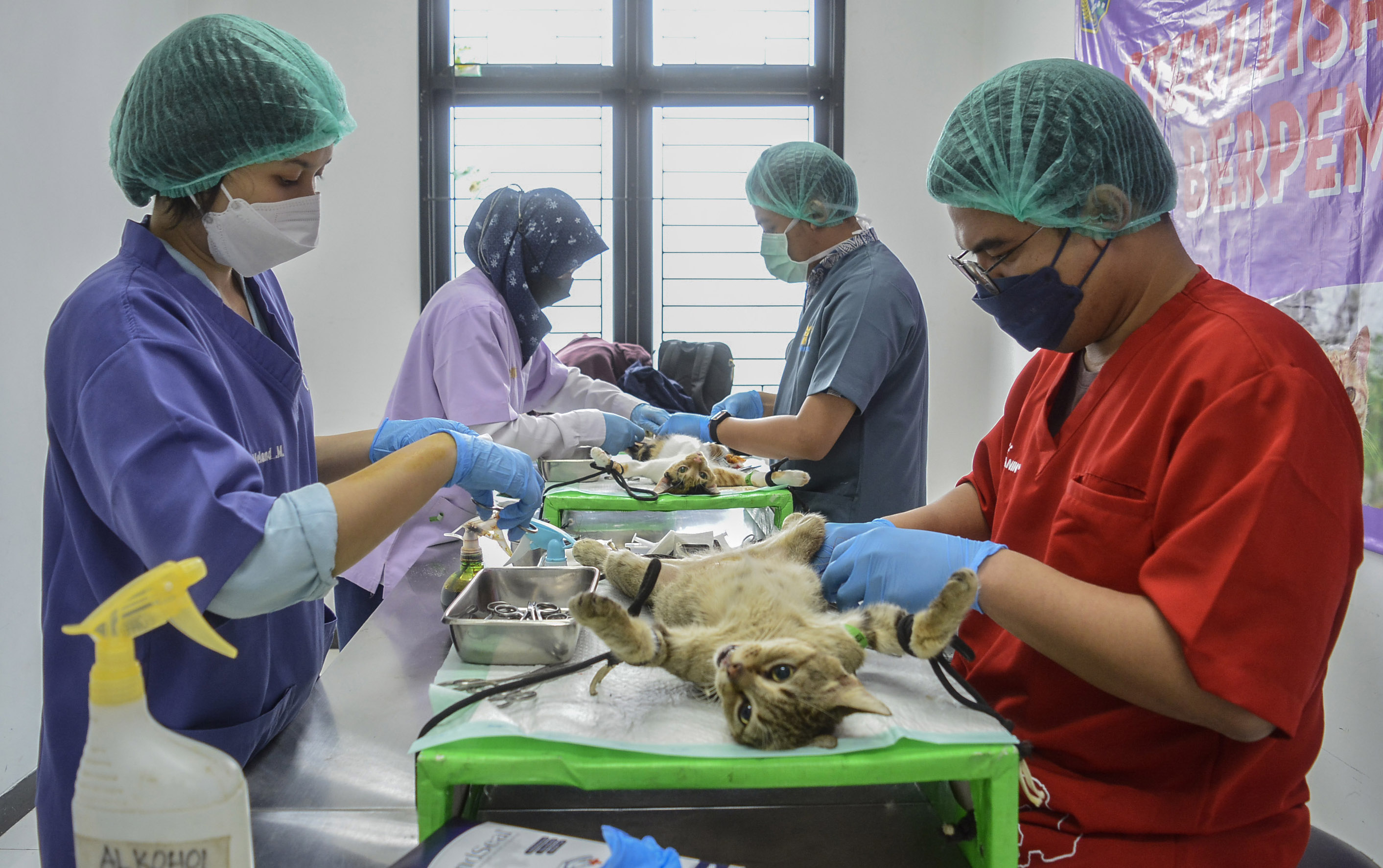 Sejumlah dokter hewan melakukan operasi sterilisasi kucing di Puskeswan Ragunan, Jakarta.
