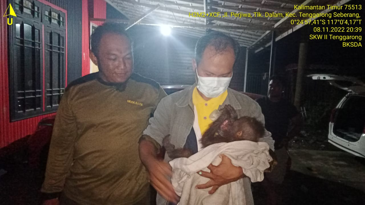 Bayi orangutan yang ditemukan warga Kutai Kartanegara, Kalimantan Timur, diserahkan kepada petugas Balai Konservasi dan Sumber Daya Alam.
