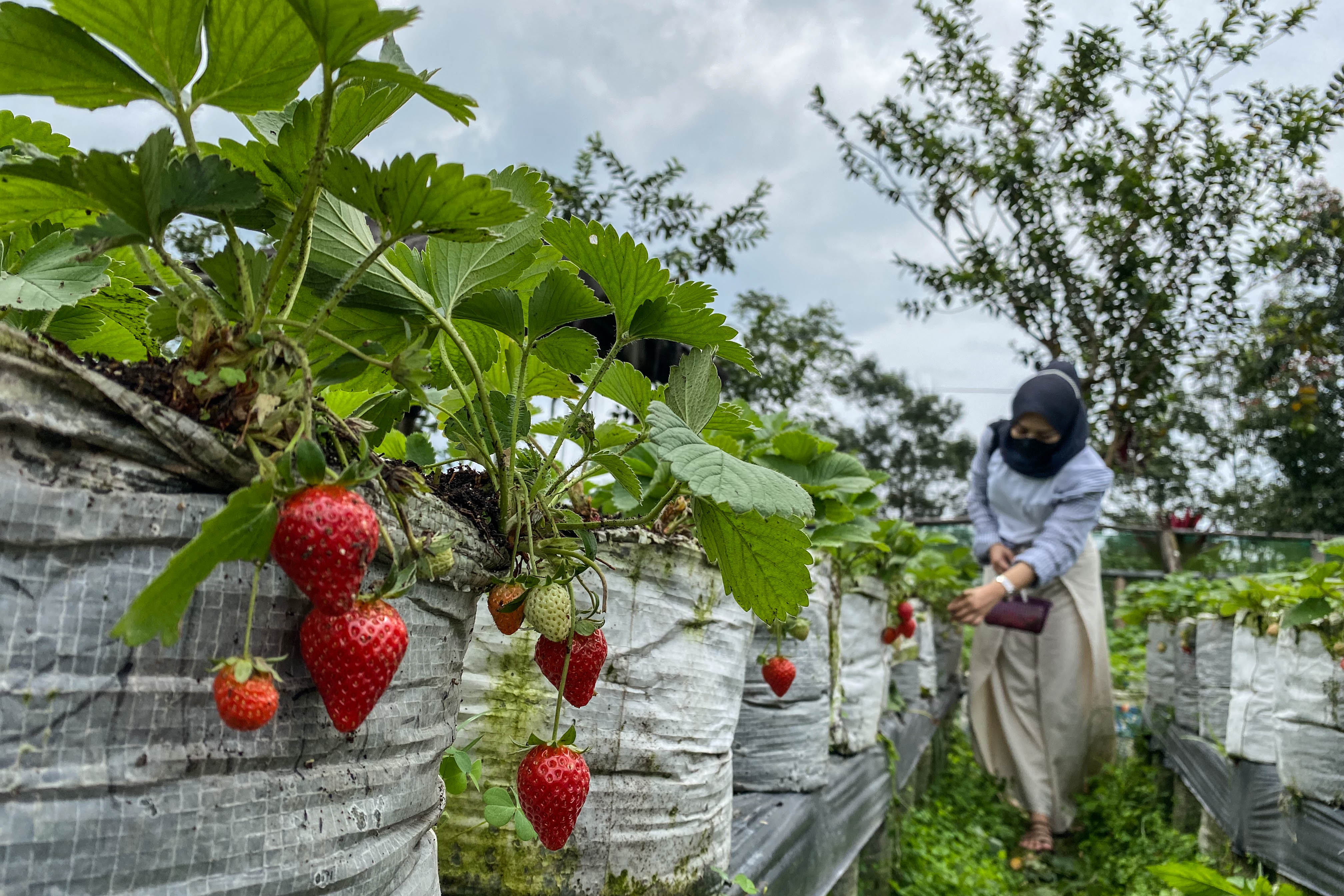 Ilustrasi wisata petik buah