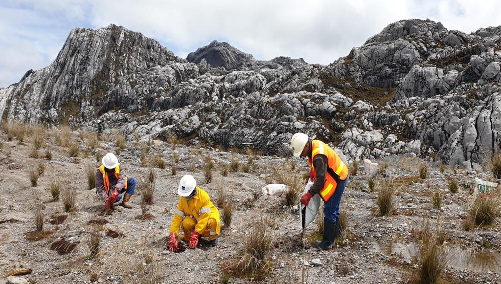 Sejumlah karyawan melakukan restorasi kawasan bekas tambang terbuka Grasberg, Papua menjadi kawasan konservasi.  