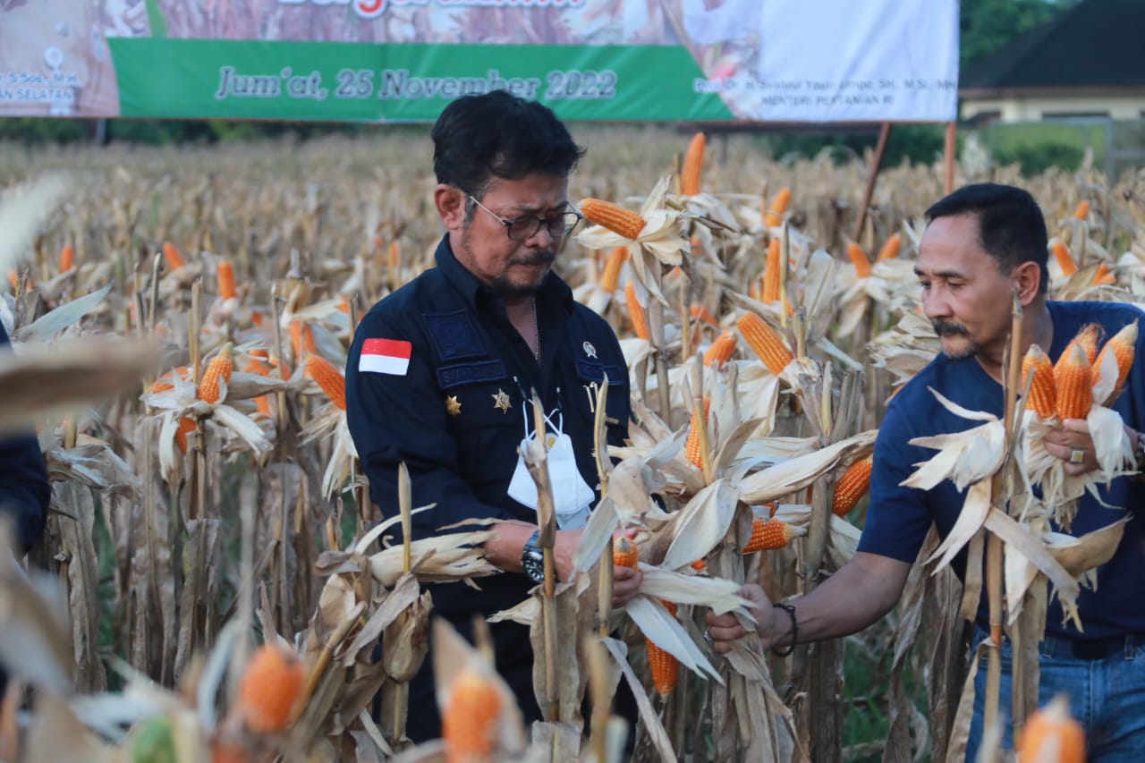 Menteri Pertanian melakukan panen Jagung di Banjarbaru, kaimantan Selatan