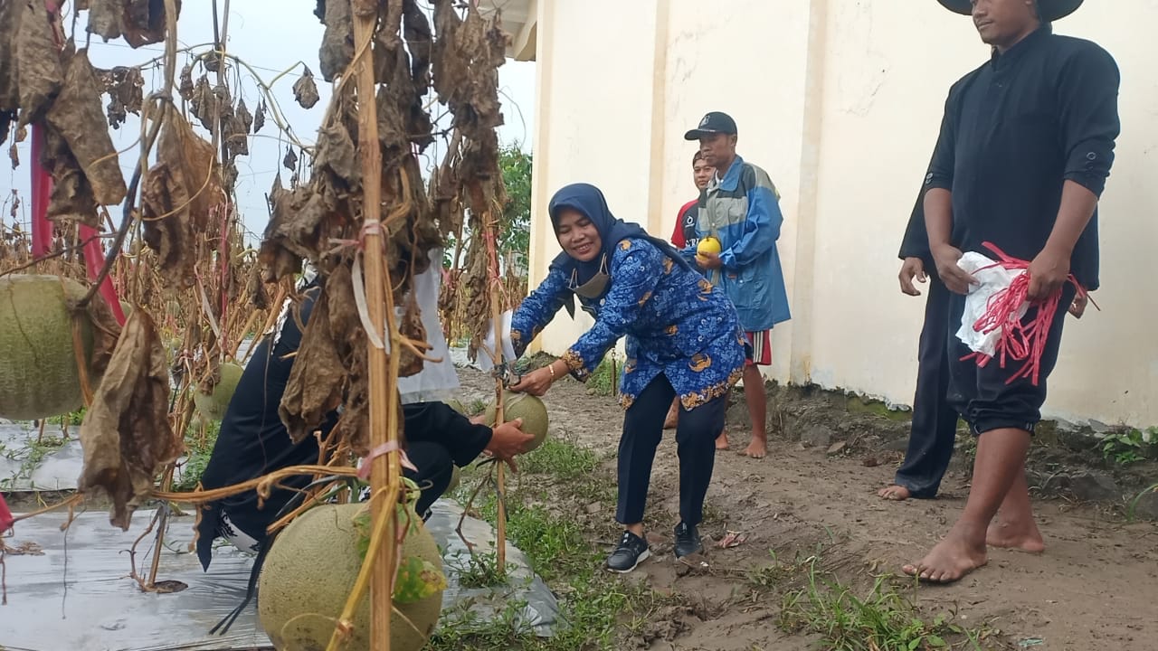 Kepala Dindikpora Brebes, Caridah (tengah) saat panen melon budidaya SMP Negeri 1 Bulakamba, Brebes, Jawa Tengah.