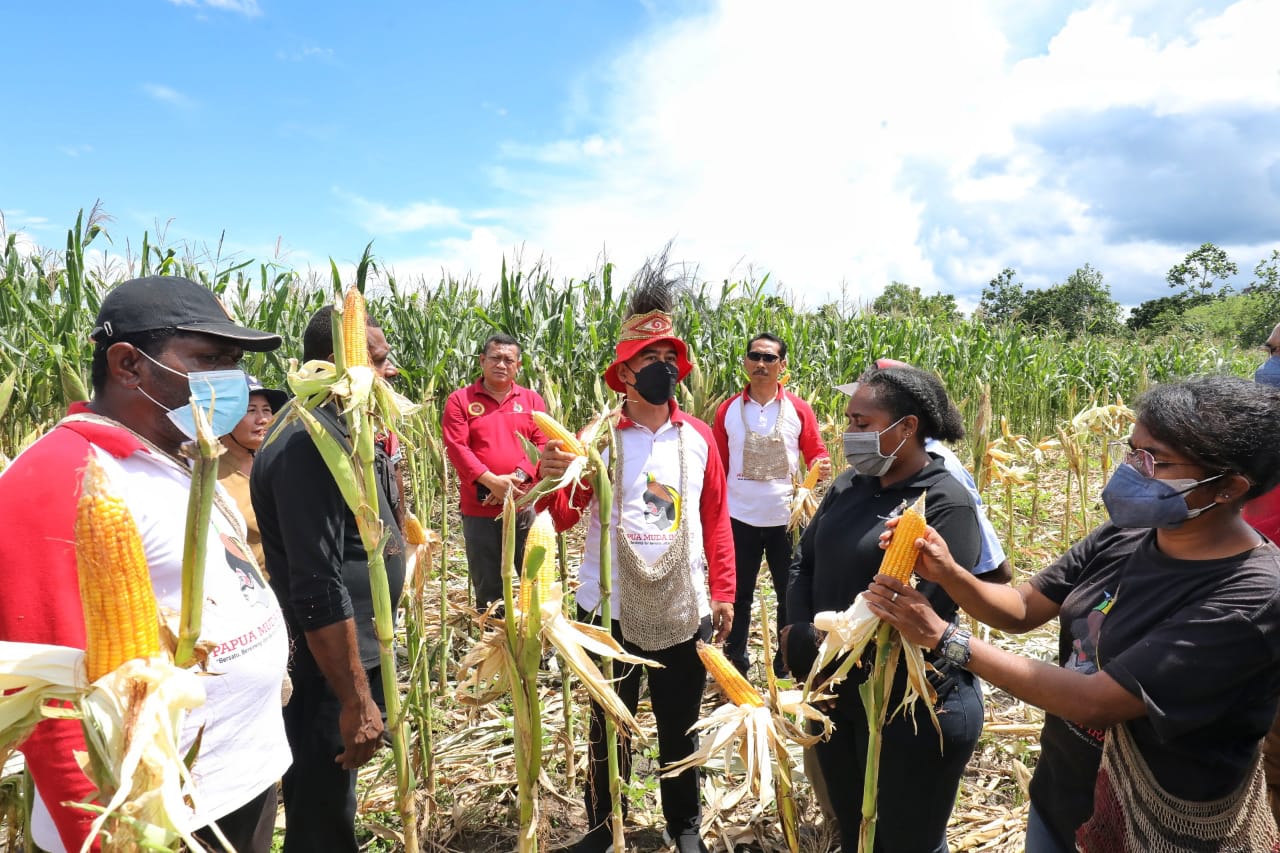 Papua Muda Inspiratif Panen Jagung dan Produksi Pakan Ayam Petelur