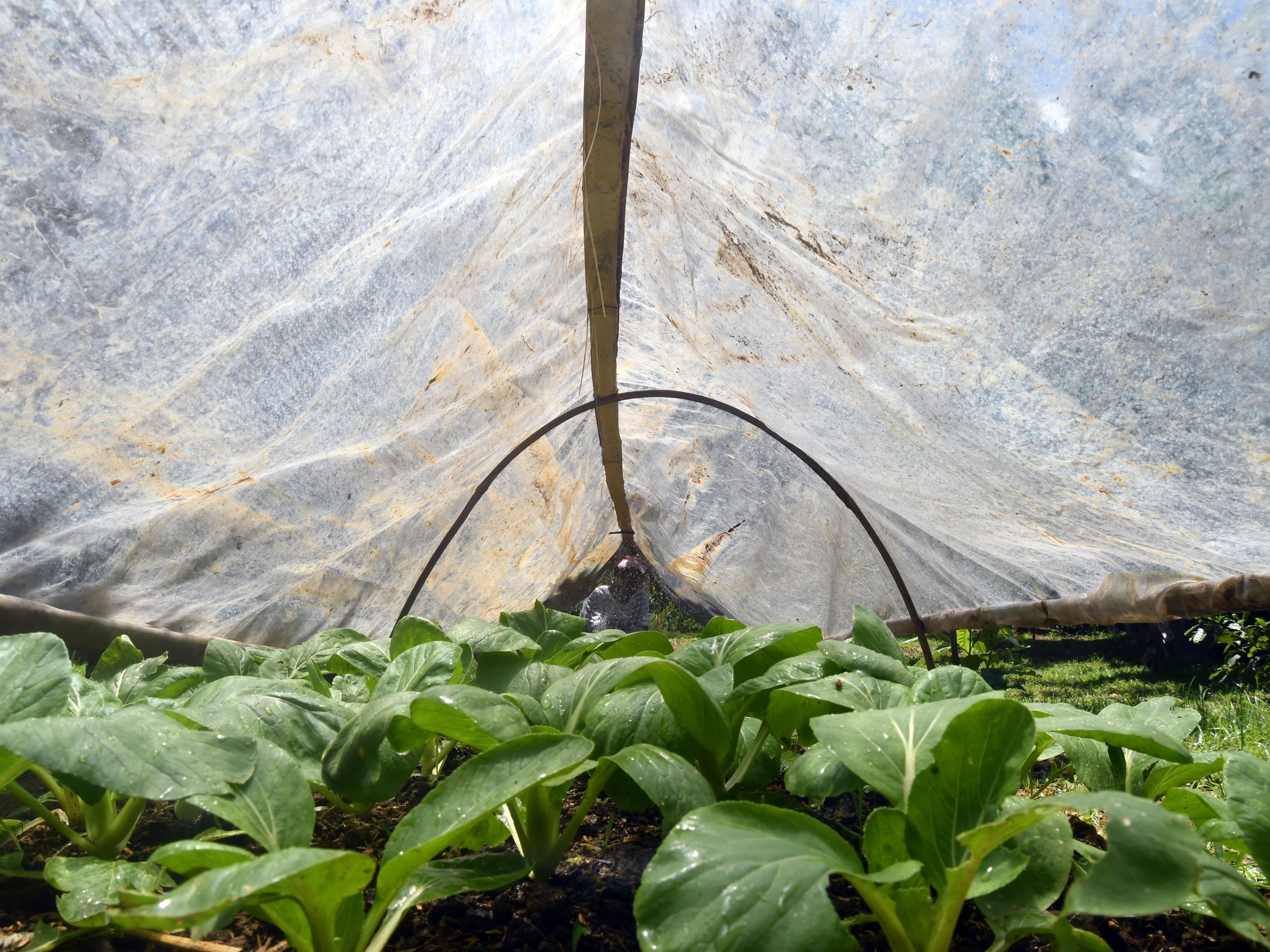 Petani menyiram sayuran pokcoy di lahan pertanian organik Kebun One Home Farm, Griya Katulampa, Kota Bogor, Jawa Barat, Jumat (28/10/2022).