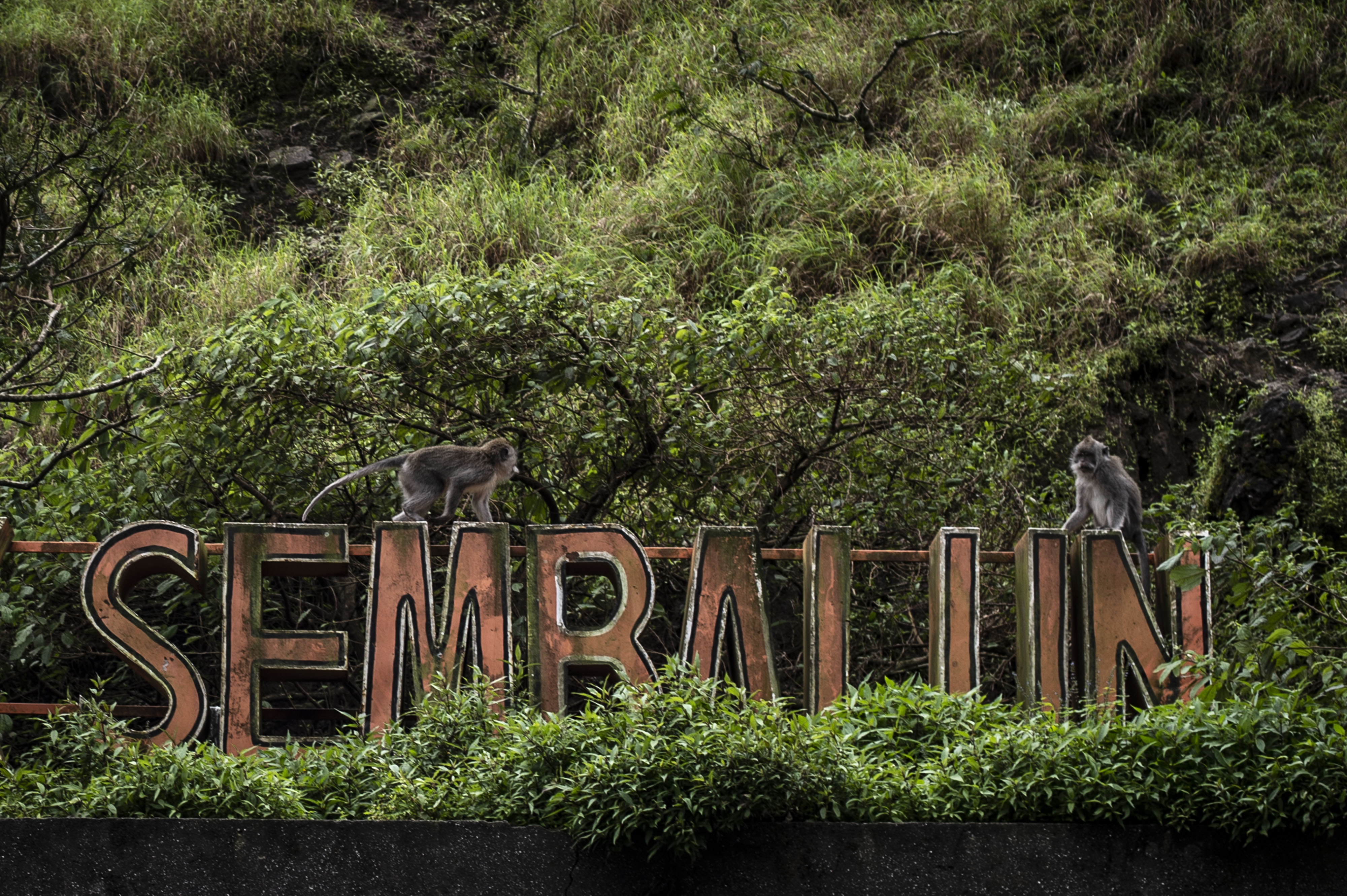 Kawasan desa wisata di Sembalun, Lombok