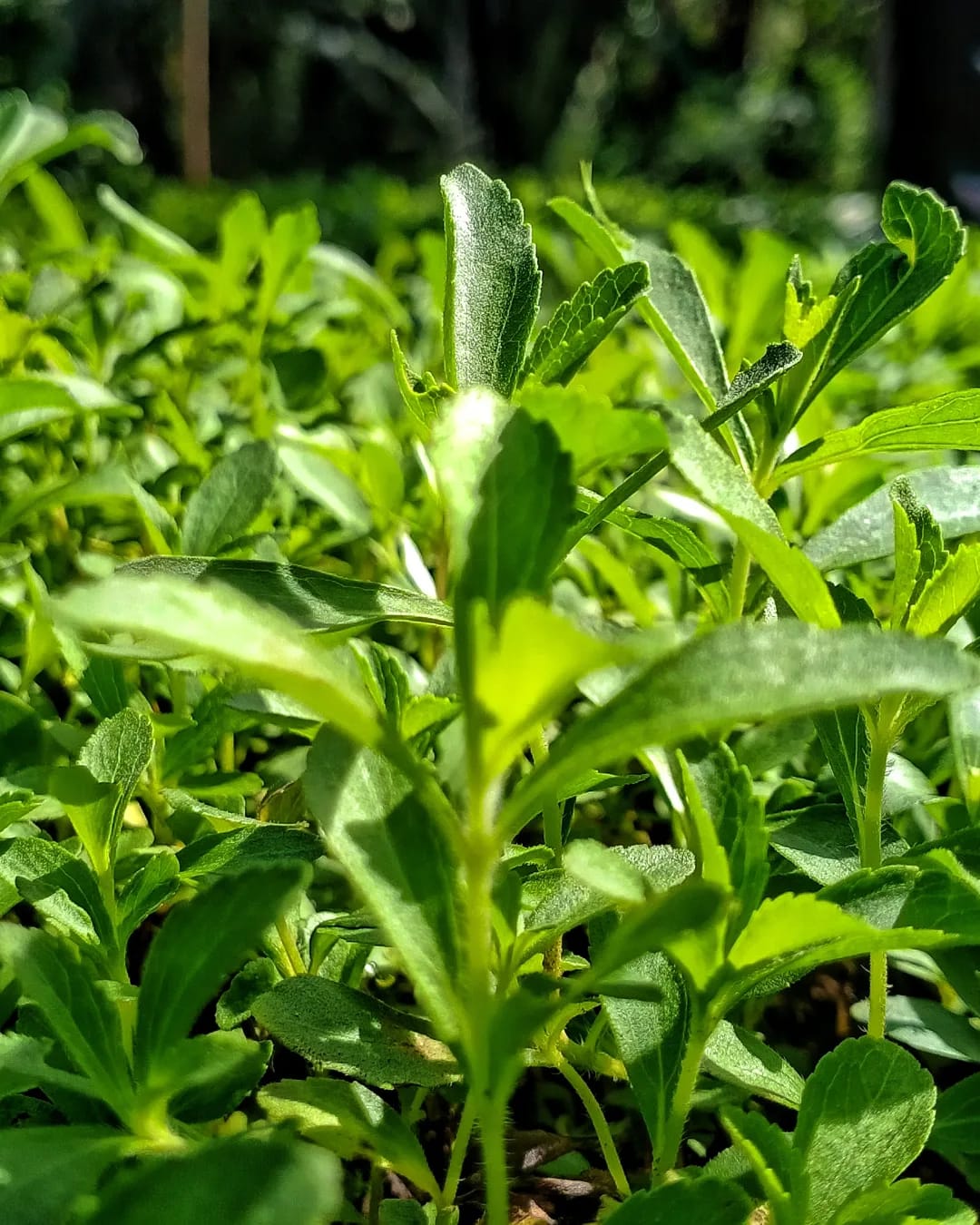 Tanaman stevia (stevia rebaudiana) adalah tanaman baru yang mendapatkan popularitas yang sangat tinggi diantara semua jenis pemanis