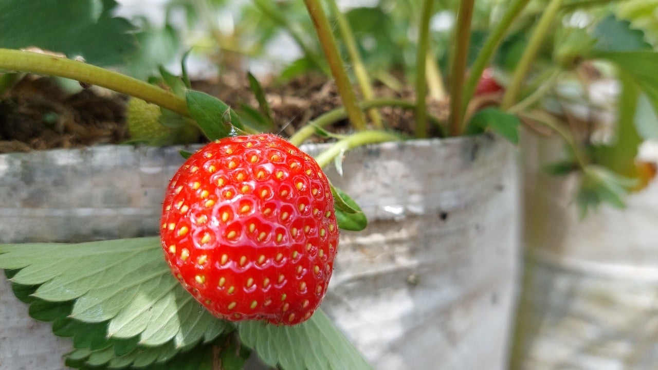 Wisata petik stroberi yang berada di Jalan Mariwati, Kecamatan Cipanas Kabupaten Cianjur, Jawa Barat