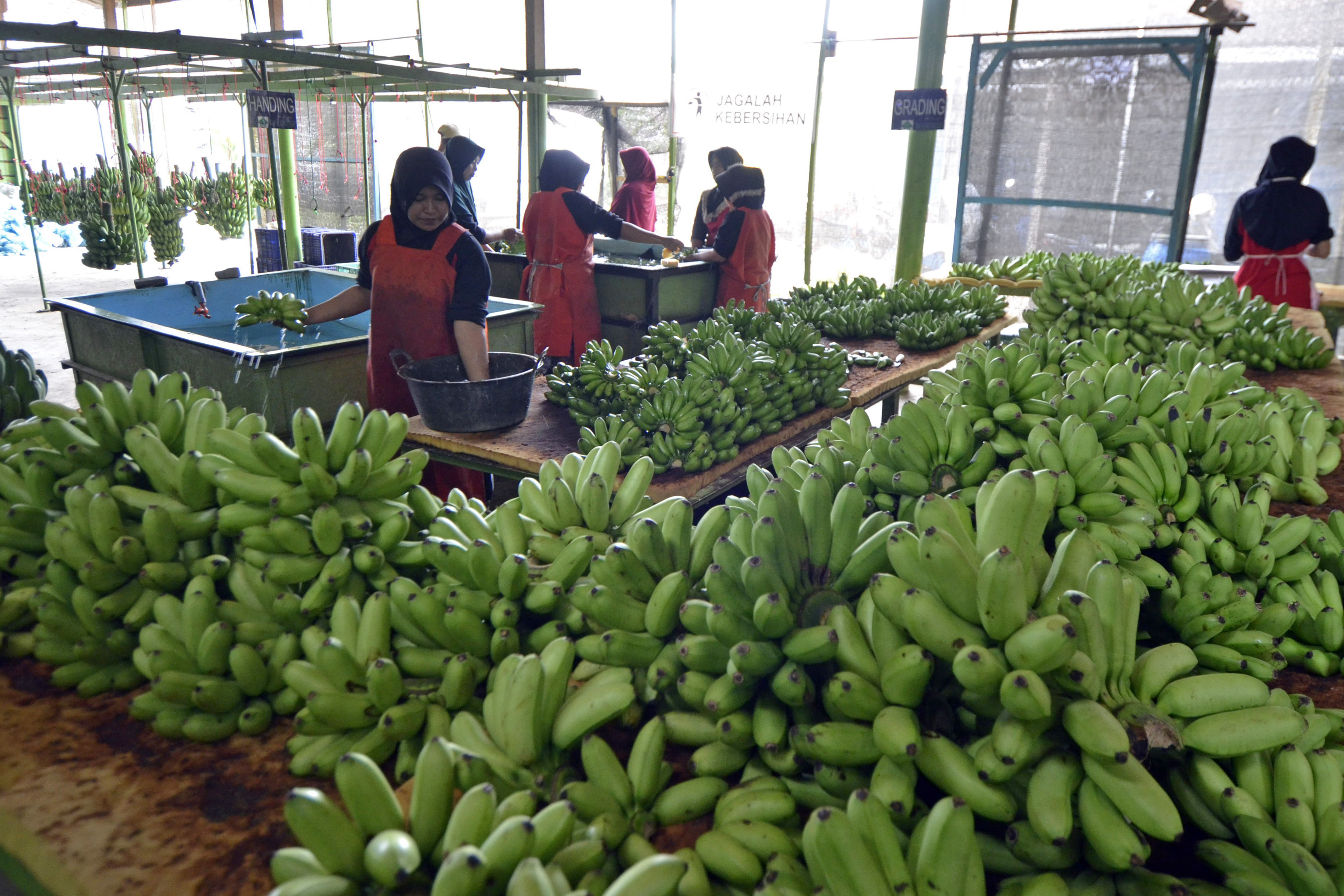 Pemerintah Dorong Pengembangan Komoditas Ekspor Hortikultura