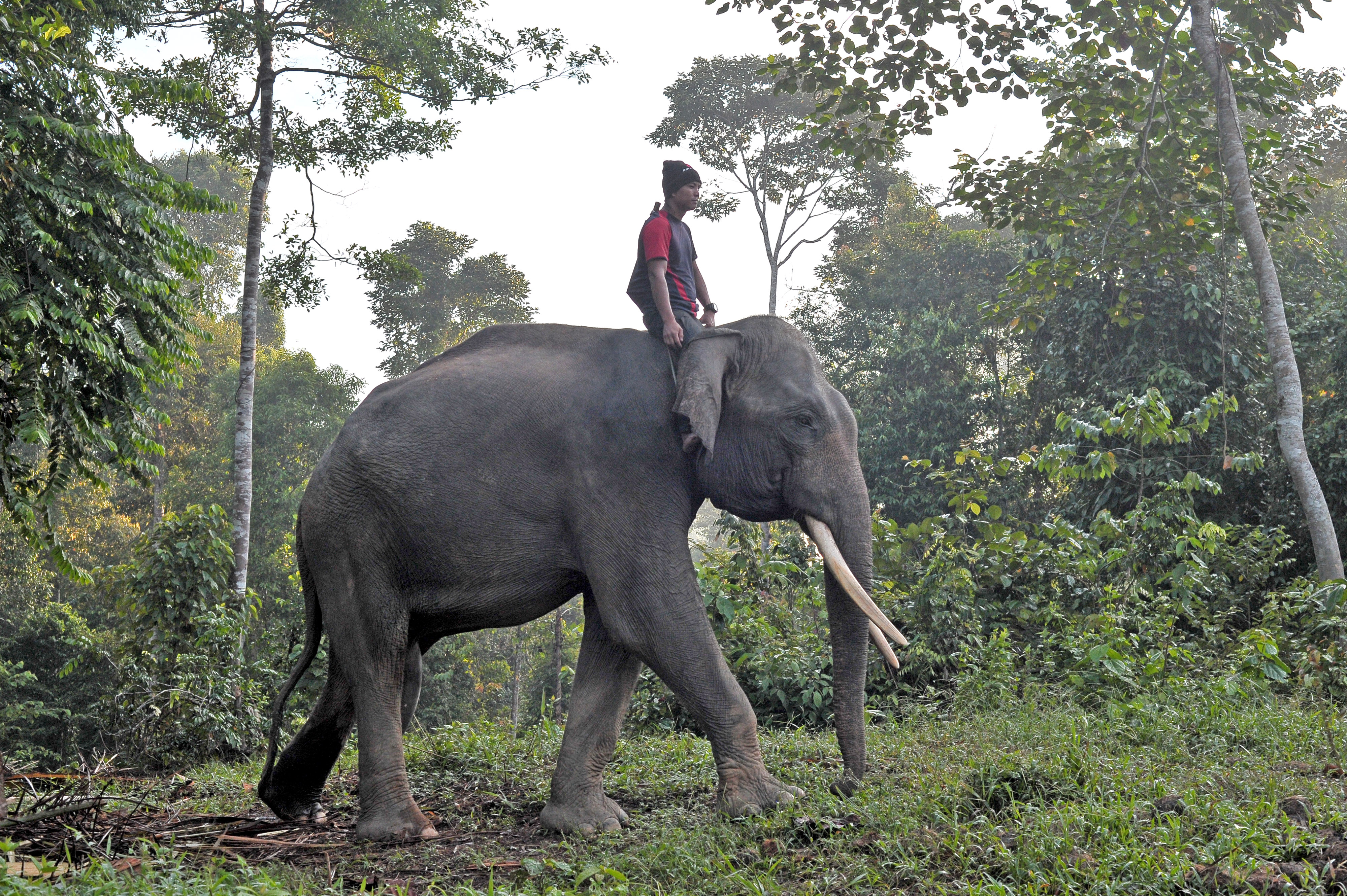 Seorang pawang menunggangi gajah jinak di hutan wilayah Muara Sekalo, Jambi.