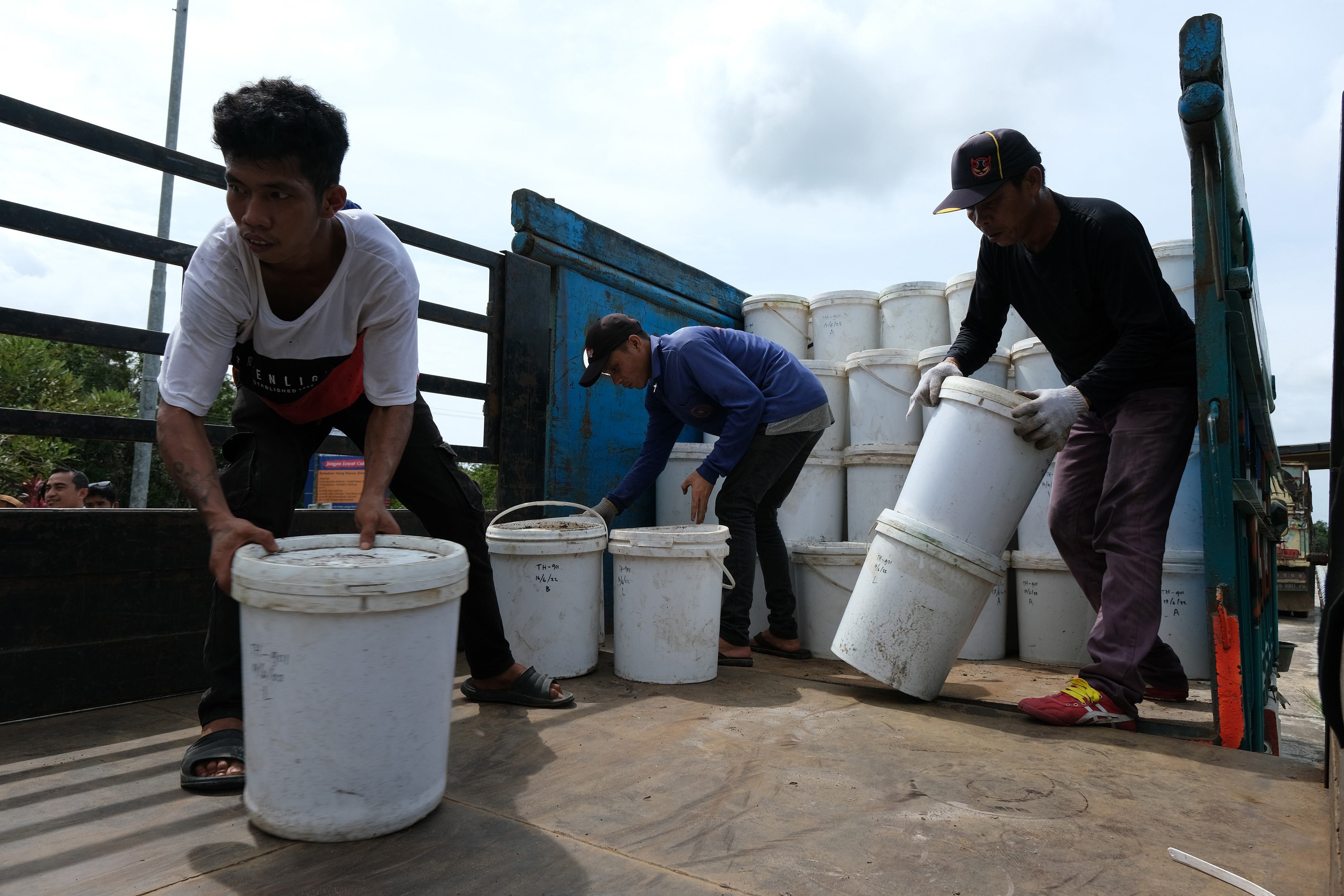 Ilustrasi. Sejumlah pekerja memindahkan ember berisi ubur-ubur dari truk Indonesia 