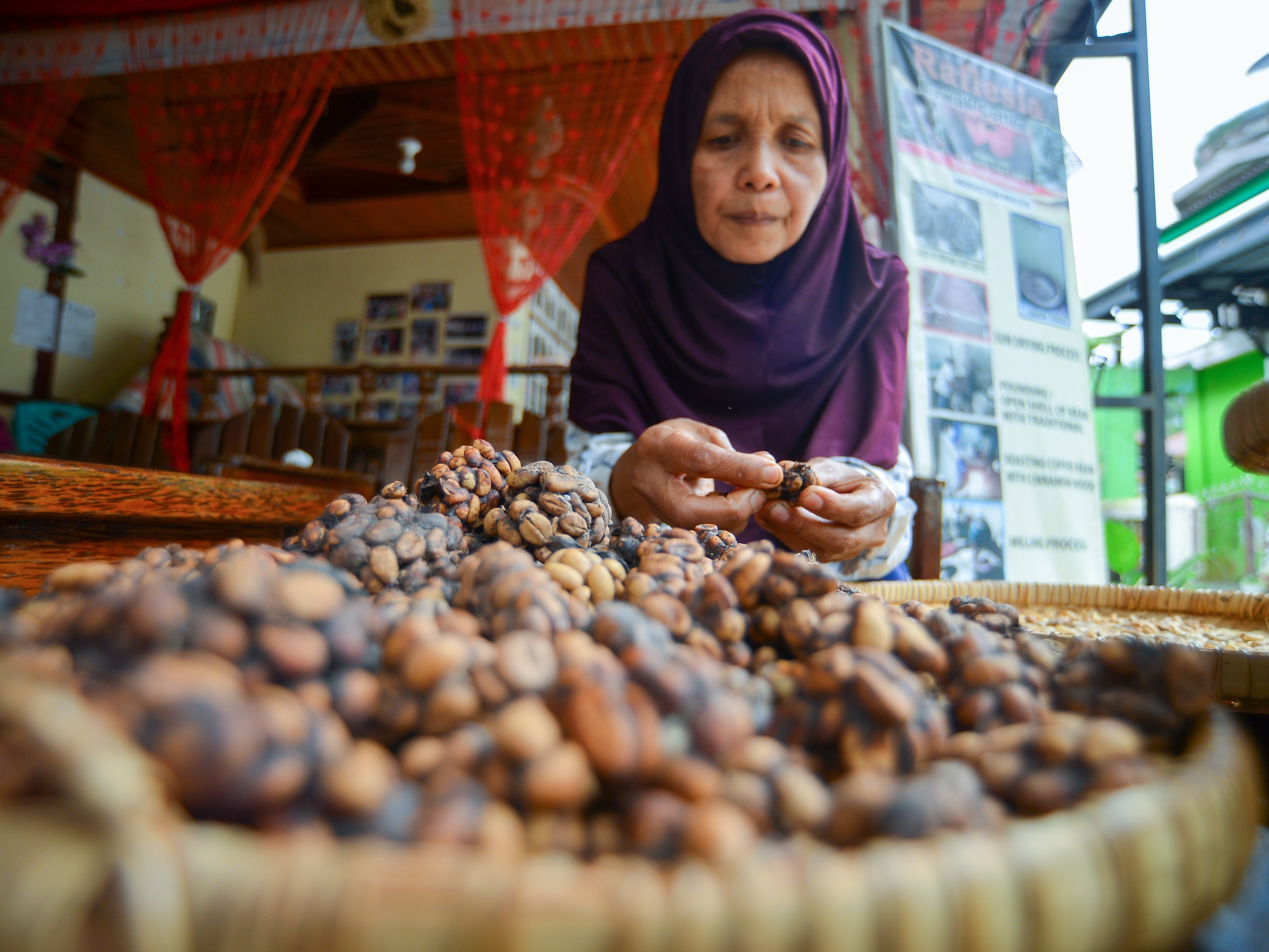 Perajin kopi luwak membersihkan kopi yang akan diolah di Batang Palupuh, Kabupaten Agam, Sumatra Barat.