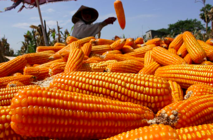Panen jagung.