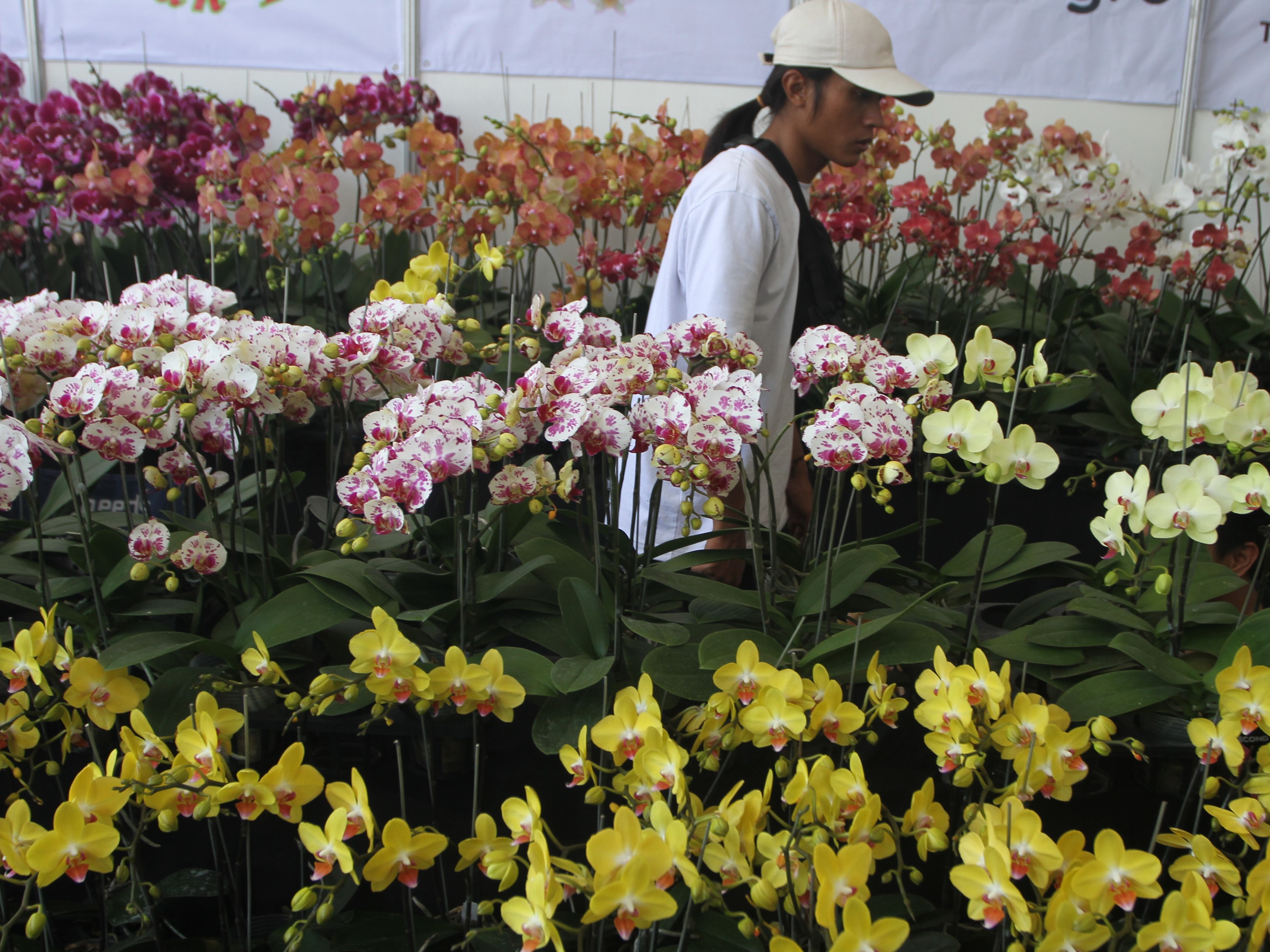 Pengunjung melihat tanaman anggrek yang dipajang di salah satu gerai dalam Batu International Orchid Show 2nd di Balaikota Amongtani, Batu.
