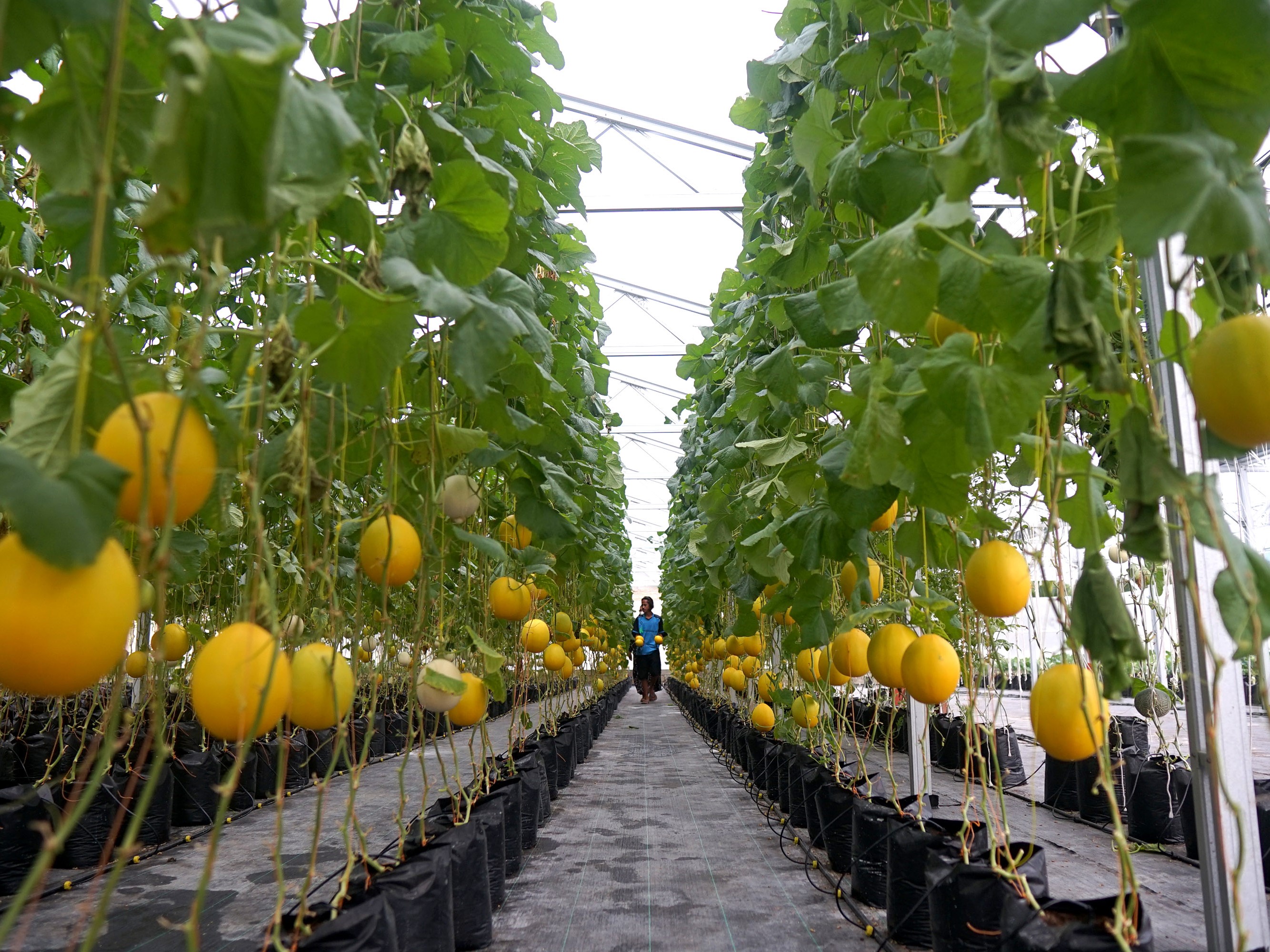 Seorang pekerja memetik buah melon jenis golden melon di perkebunan Airy Green di Suwawa, Kabupaten Bone Bolango, Gorontalo.