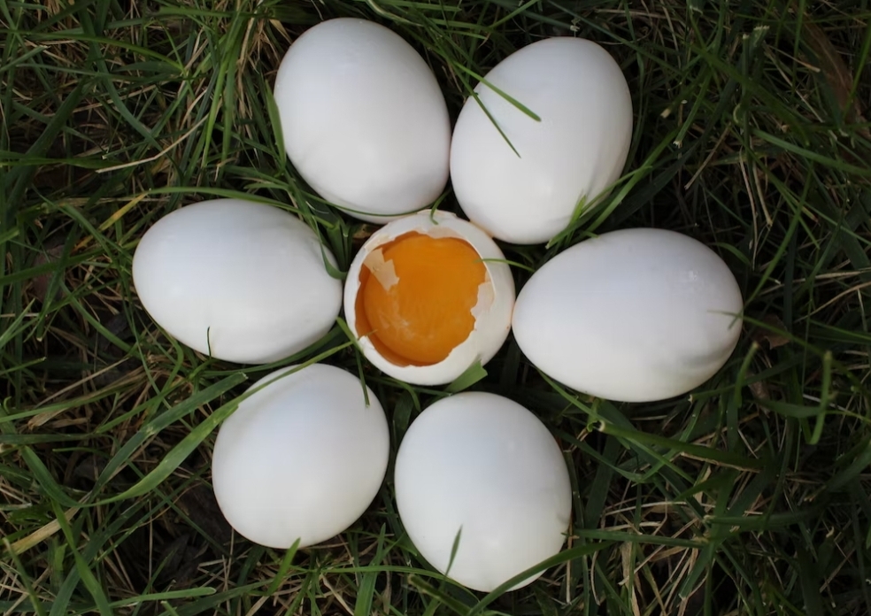 Peneliti Prince University, AS, menggunakan putih telur untuk menghilangkan mirkoplastik di air.