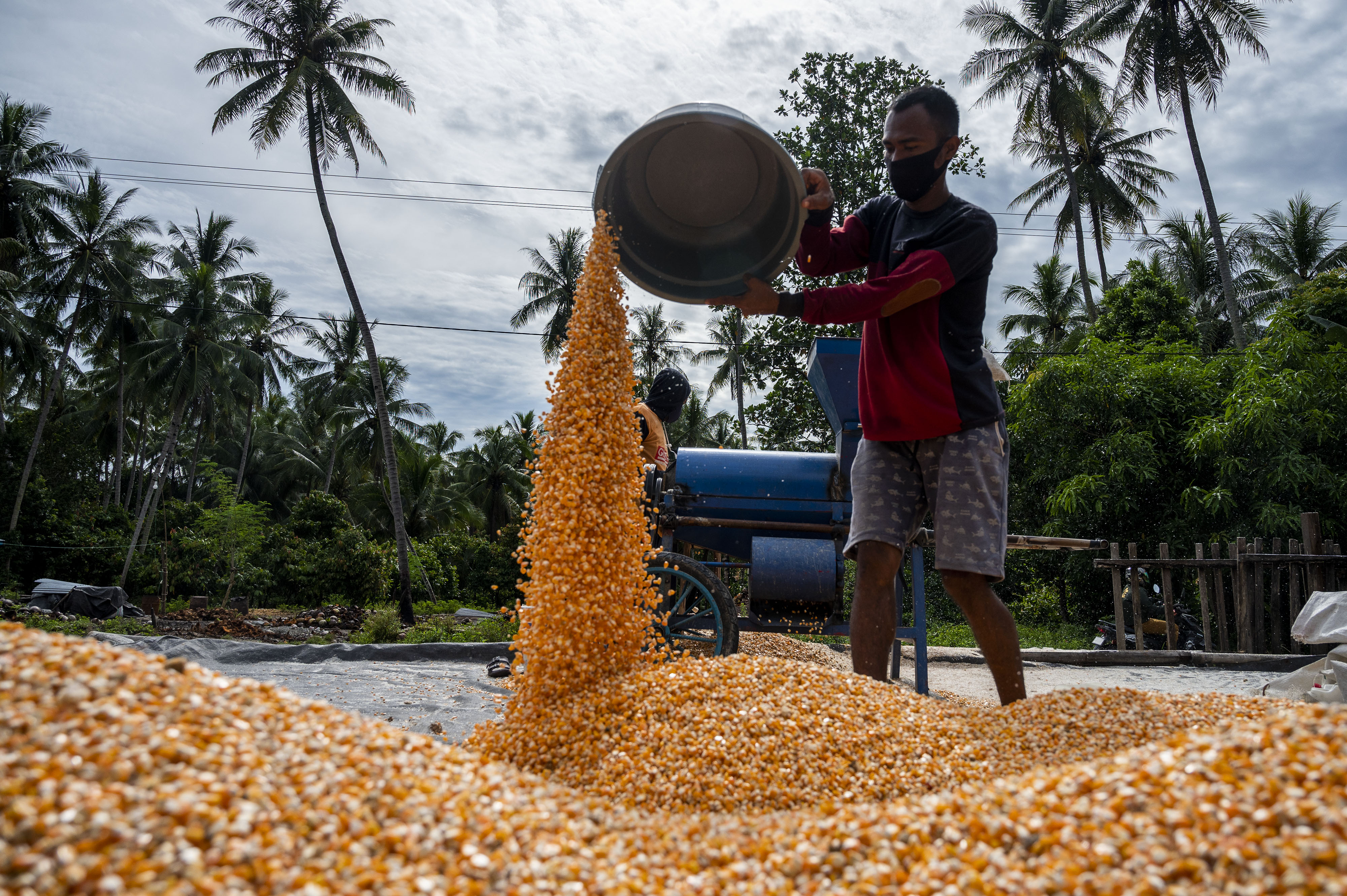 Pekerja mengeringkan jagung yang baru dipipil di wilayah Sigi, Sulawesi Tengah.