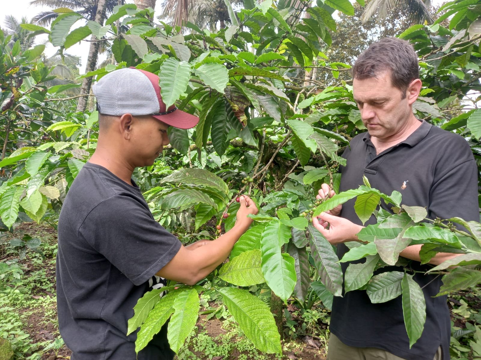 Seorang turis asal Jerman, Frank, belajar budi daya kopi di Banyuwangi, Jawa Timur