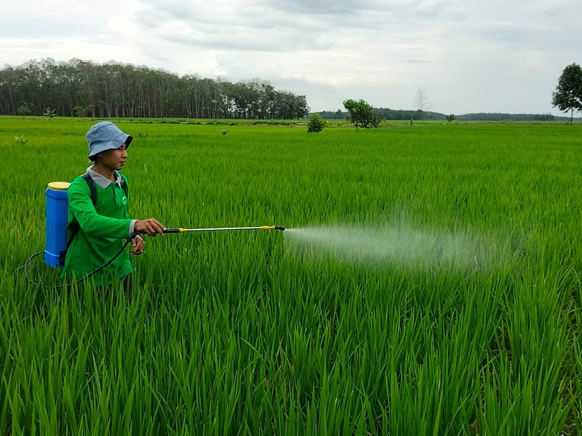 Petani Desa Lubuk Seberuk, Kecamatan Lempuing Jaya, Ogan Komering Ilir, menghasilkan beras organik dari pupuk yang dibuat sendiri.