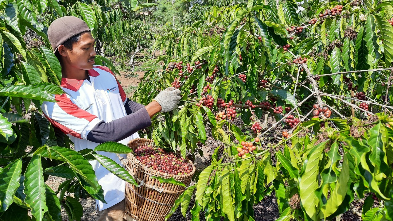 Petani kopi binaan PGE di Tanggamus