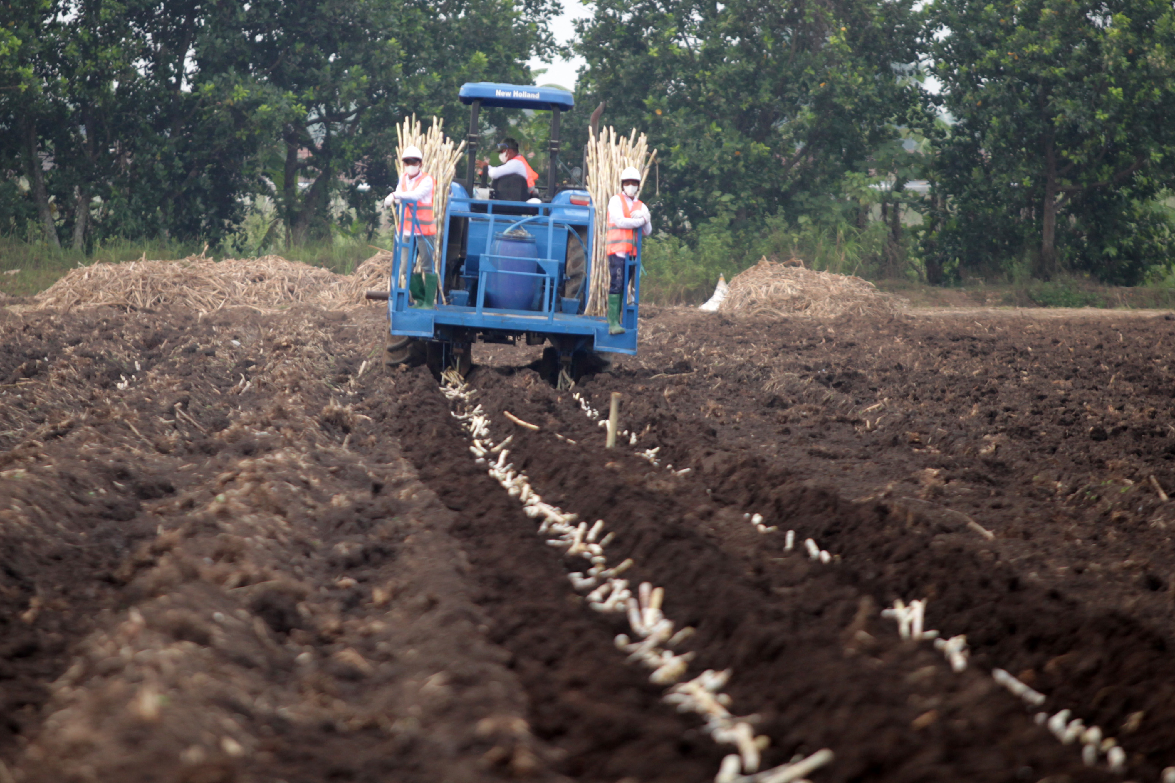  Pekerja menanam tebu menggunakan traktor di perkebunan Temugiring PTPN X.