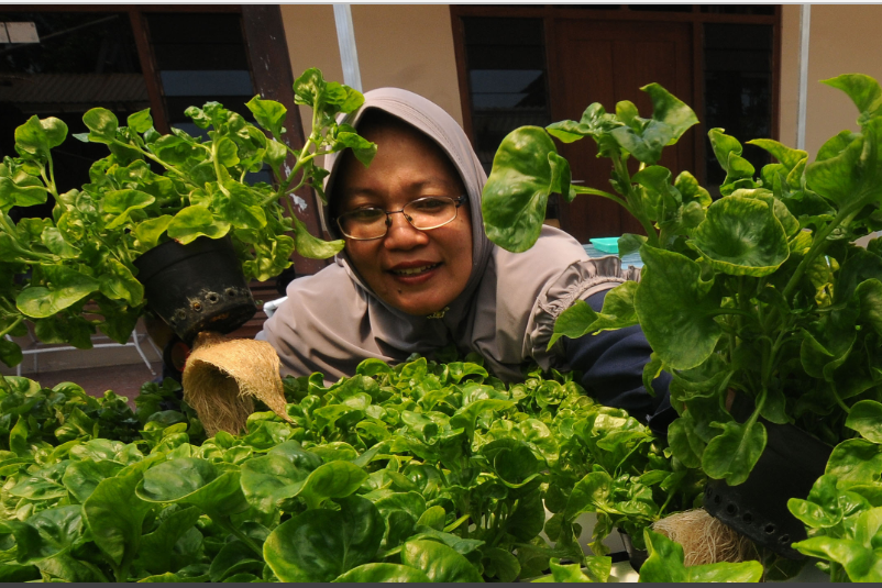 Petani hidroponik Rina Tri Wahyuni memanen tanaman bayam brasil di Azalea Farm, Kebonbimo, Boyolali, Jawa Tengah, Kamis (29/9/2022).