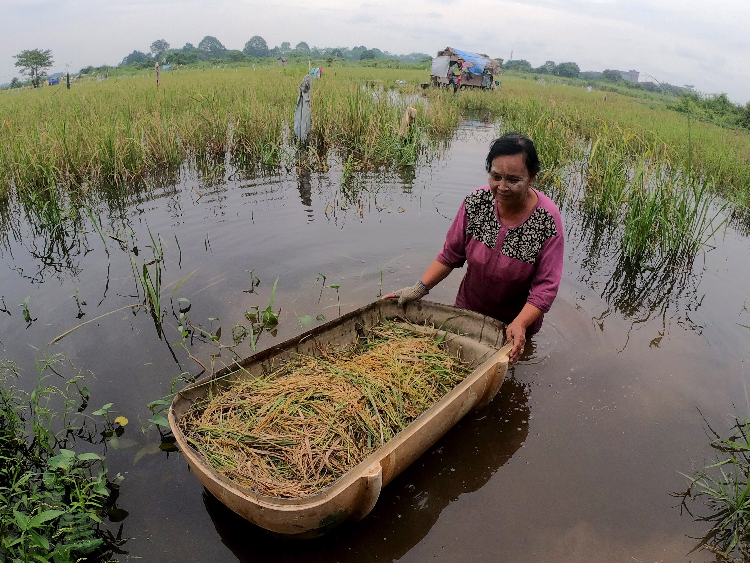 Petani membawa padi hasil panen di sawah yang terendam banjir luapan Sungai Batanghari di Jambi Timur, Jambi, Rabu (12/10/2022).