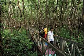  Ilustrasi hutan mangrove