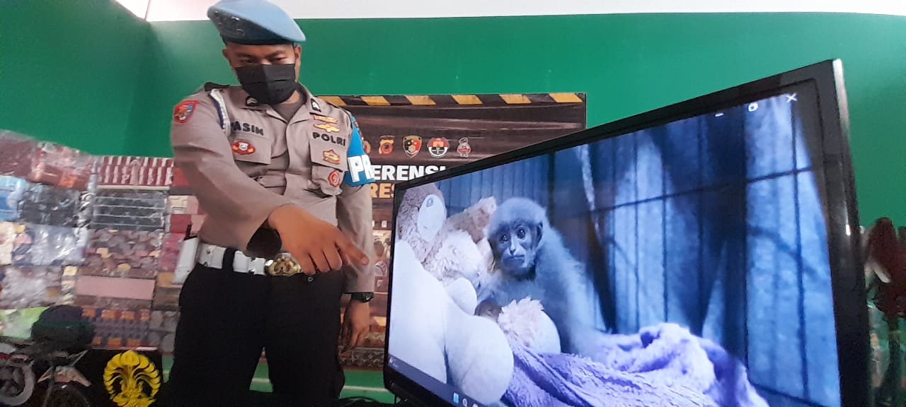 Kondisi Mega, Bayi Owa Jawa, yang dalam perawatan khusus BBKSDA Jawa Barat