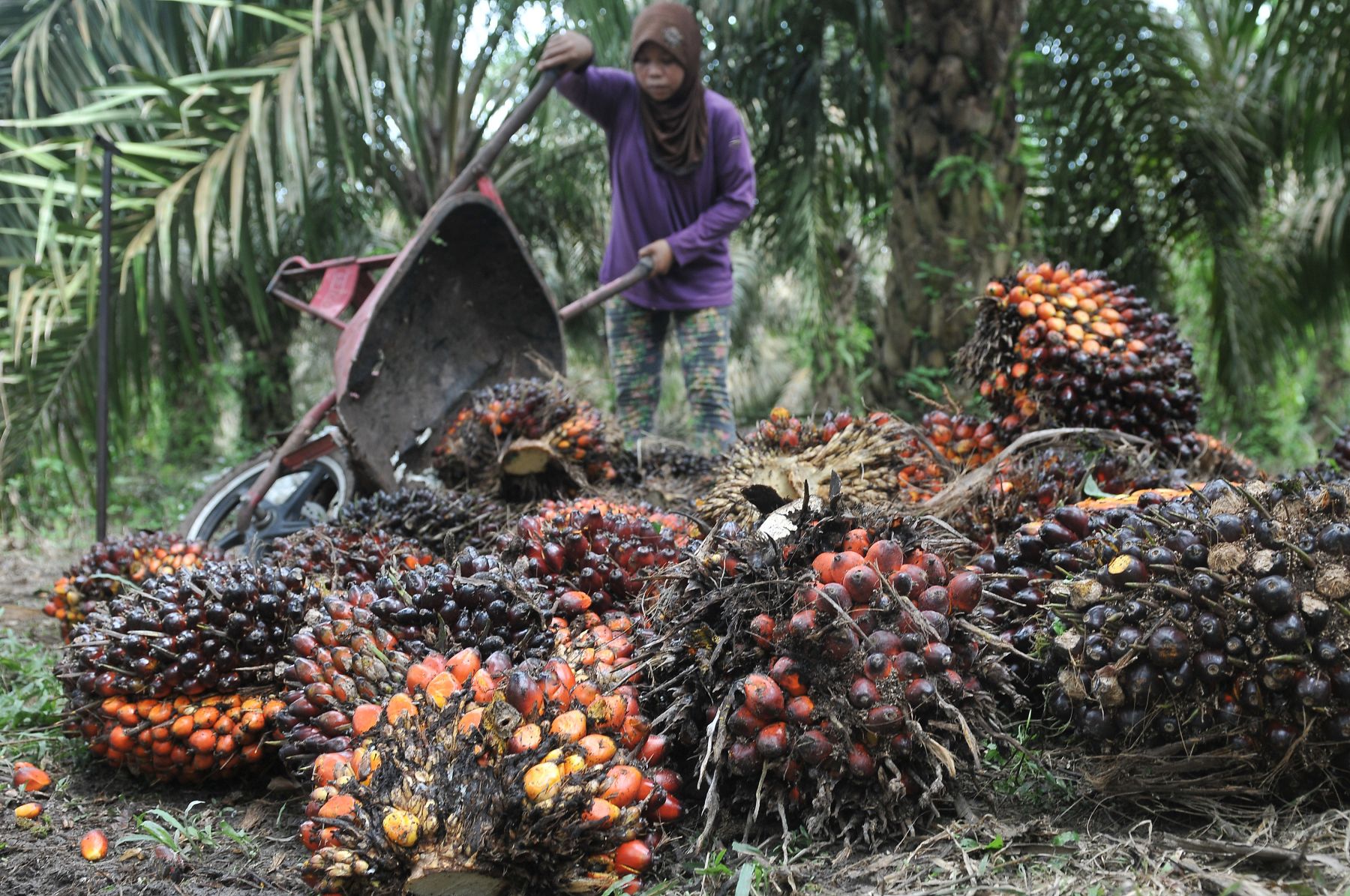 Petani mengumpulkan hasil panen kelapa sawit dari lahan perkebunan
