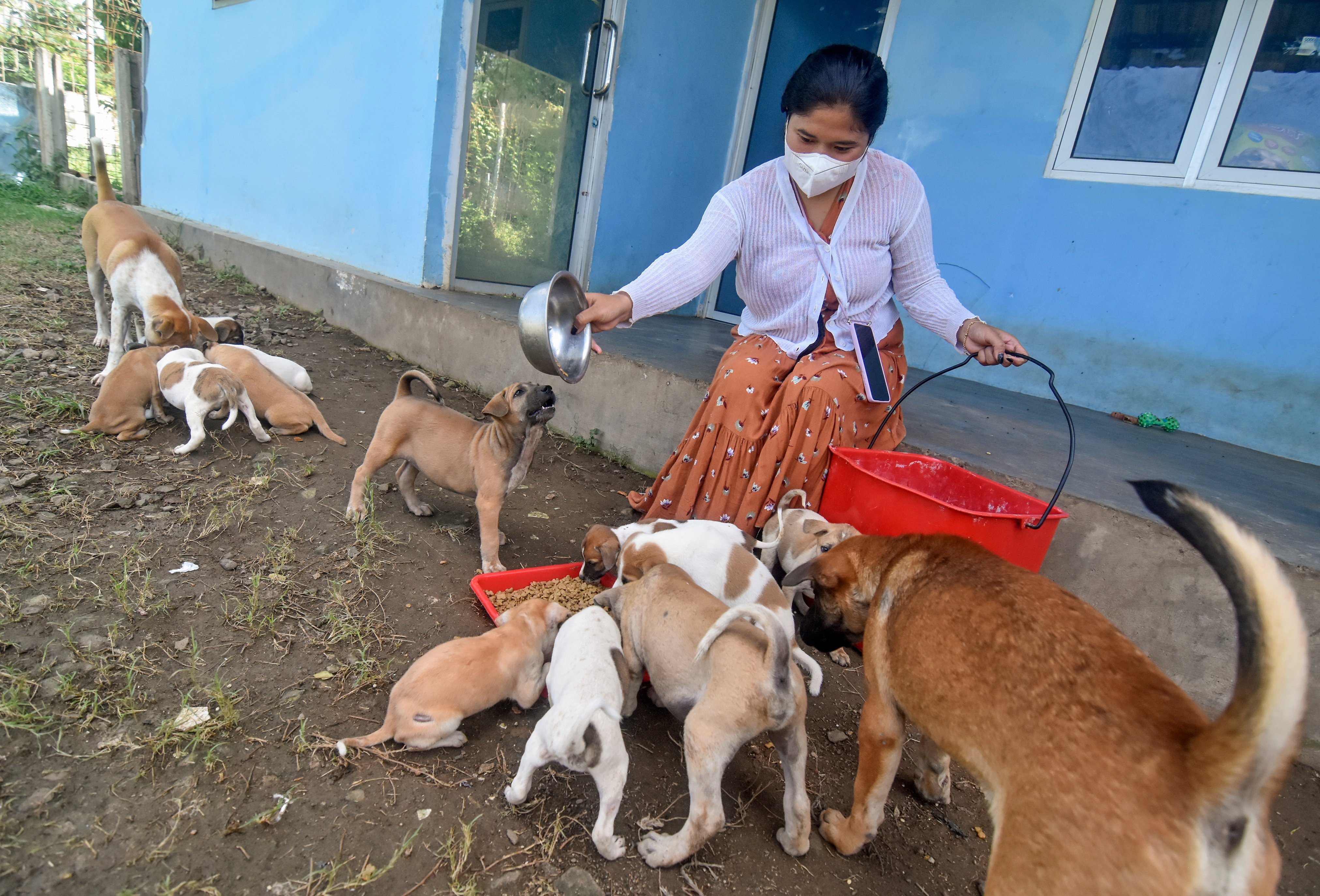 Petugas memberi makan sejumlah anjing yang berada di Dog Shelter Mandalika di Desa Kuta, Kecamatan Pujut, Praya, Lombok Tengah, NTB.