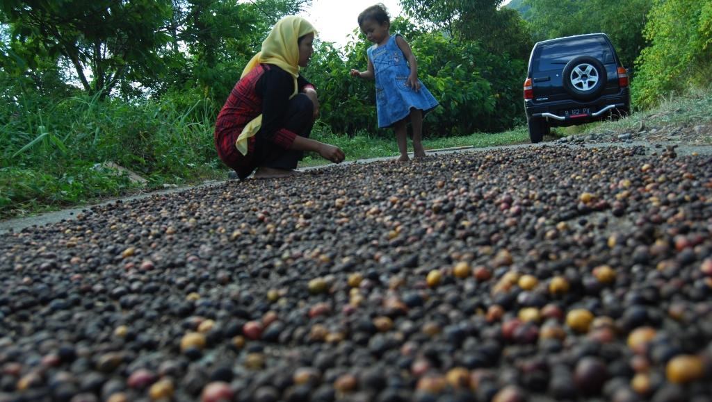  Warga sedang menjemur kopi di Kecamatan Tangse, Kabupaten Pidie, Provinsi Aceh, beberapa waktu lalu. 
