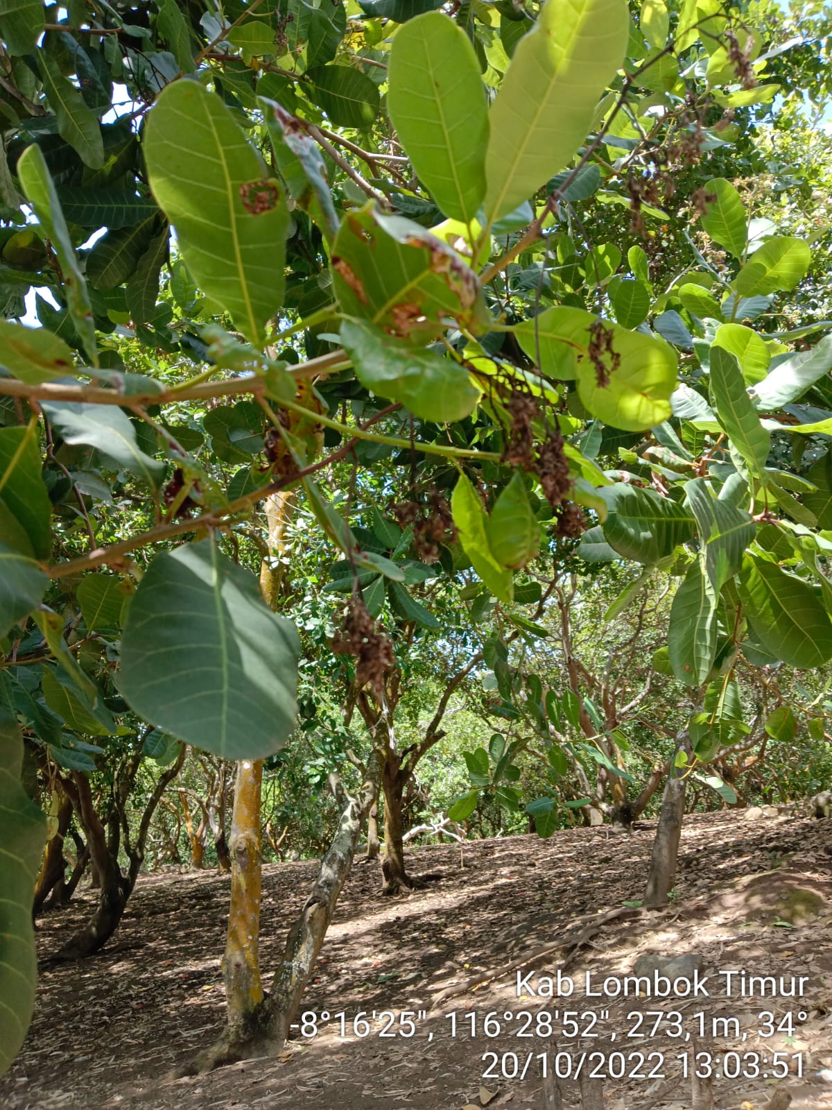 Ilustrasi perkebunan