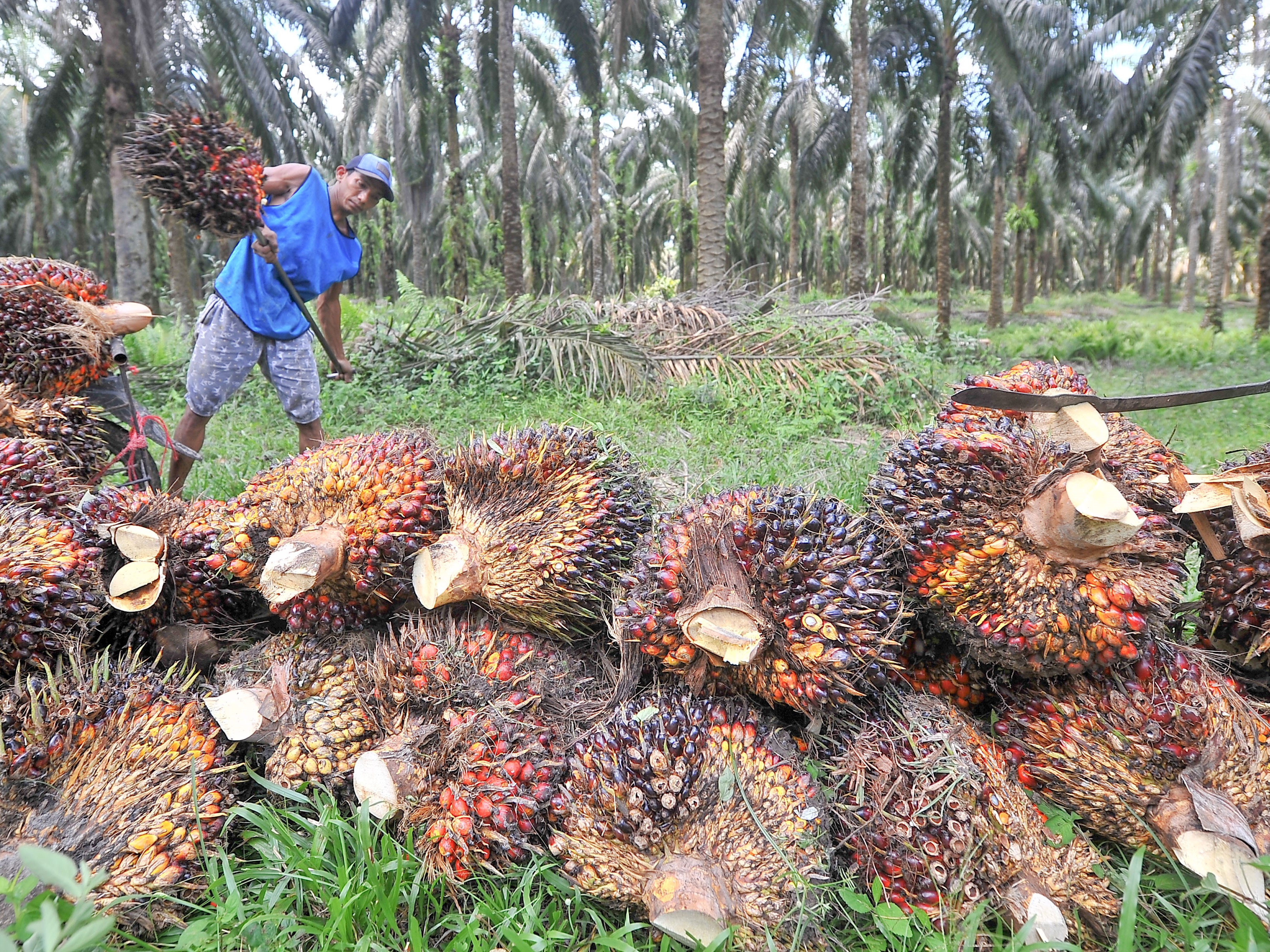 Pekerja menyusun tandan buah segar (TBS) kelapa sawit hasil panen di Desa Berkah, Sungai Bahar, Muarojambi, Jambi, Rabu (2/11/2022).