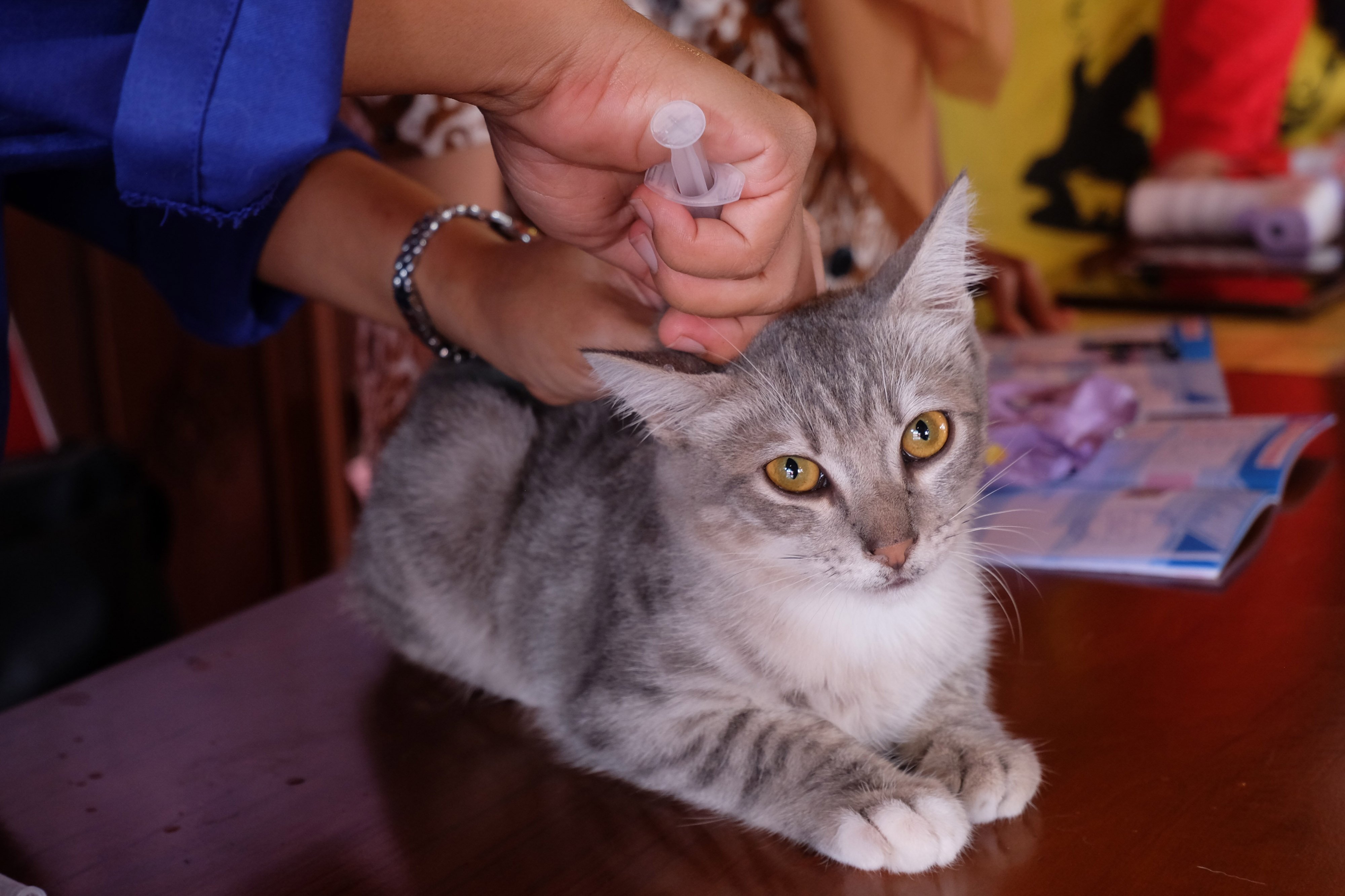 Dokter hewan menyuntikkan vaksin rabies pada seekor kucing di Kadipiro, Solo, Jawa Tengah.