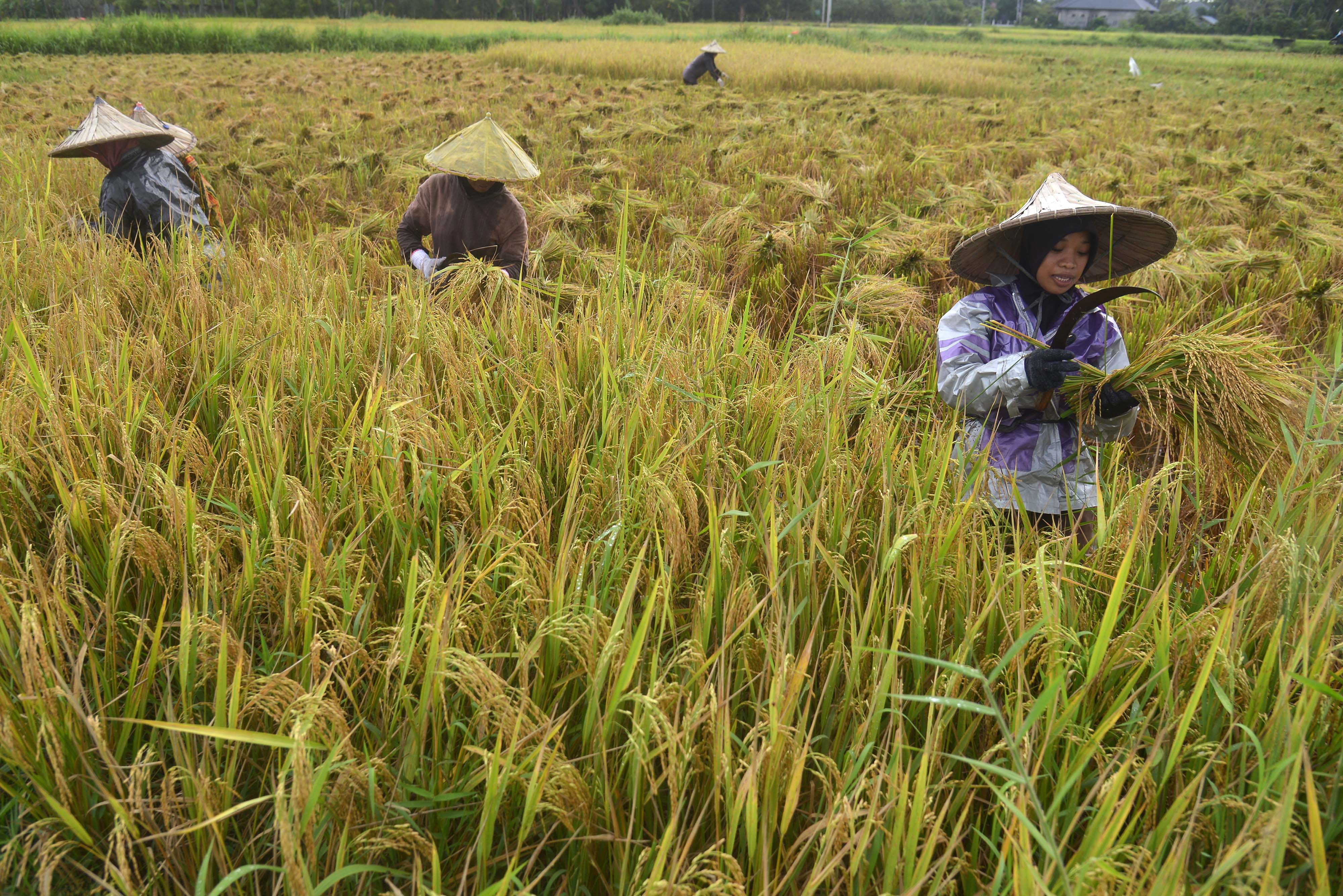 Kementan Penuhi Permintaan Gudang Beras untuk Diserap Bulog