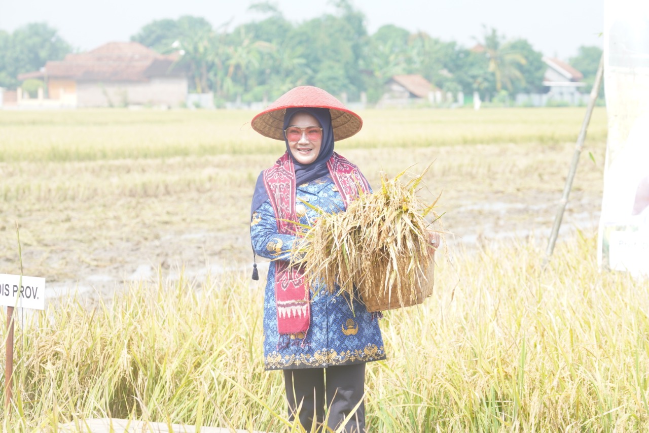 Bupati Klaten, Jawa Tengah, Sri Mulyani terjun ke sawah panen bersama petani