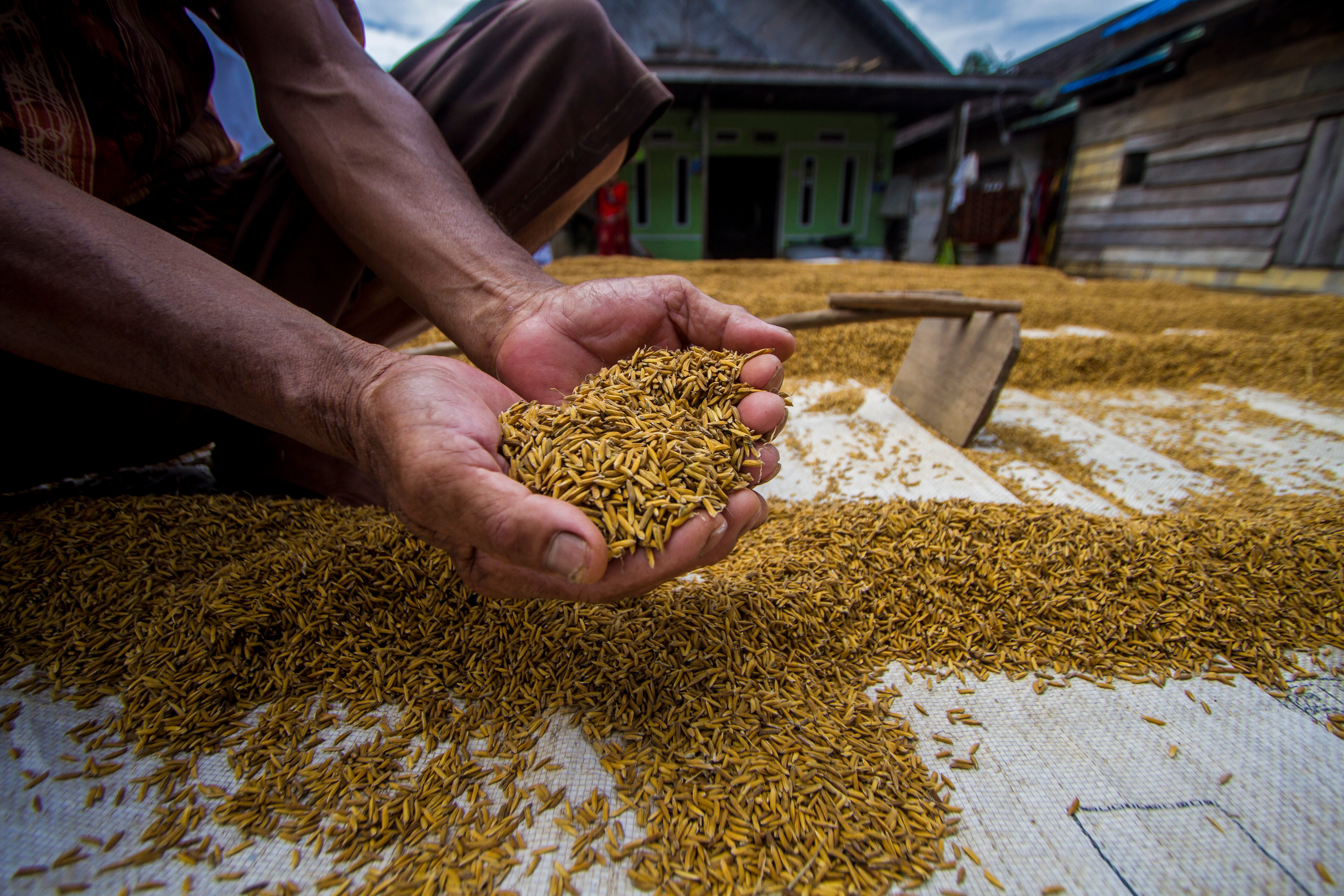 Petani di Kalsel menunjukkan hasil panen padinya rusa terendam banjir, tahun ini hasil panen padi di Kalsel turun 30% akibat bencana banjir.